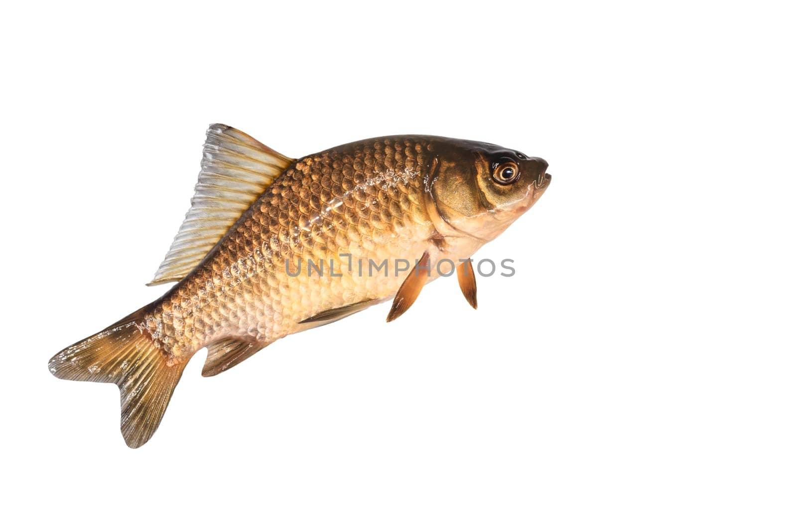 fish in jump isolated on white, fishing, underwater inhabitants