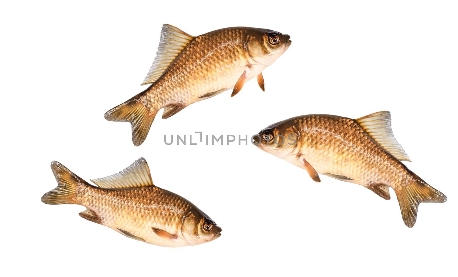 fish, crucian carp isolated on white, fishing, underwater inhabitants