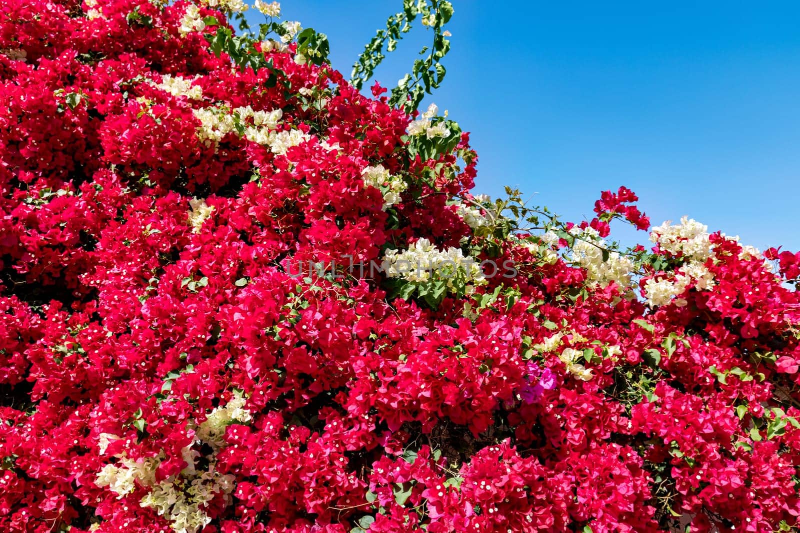 Pink Bougainvillea flower on white background. White wall covered in bougainvillea against the blue sky.