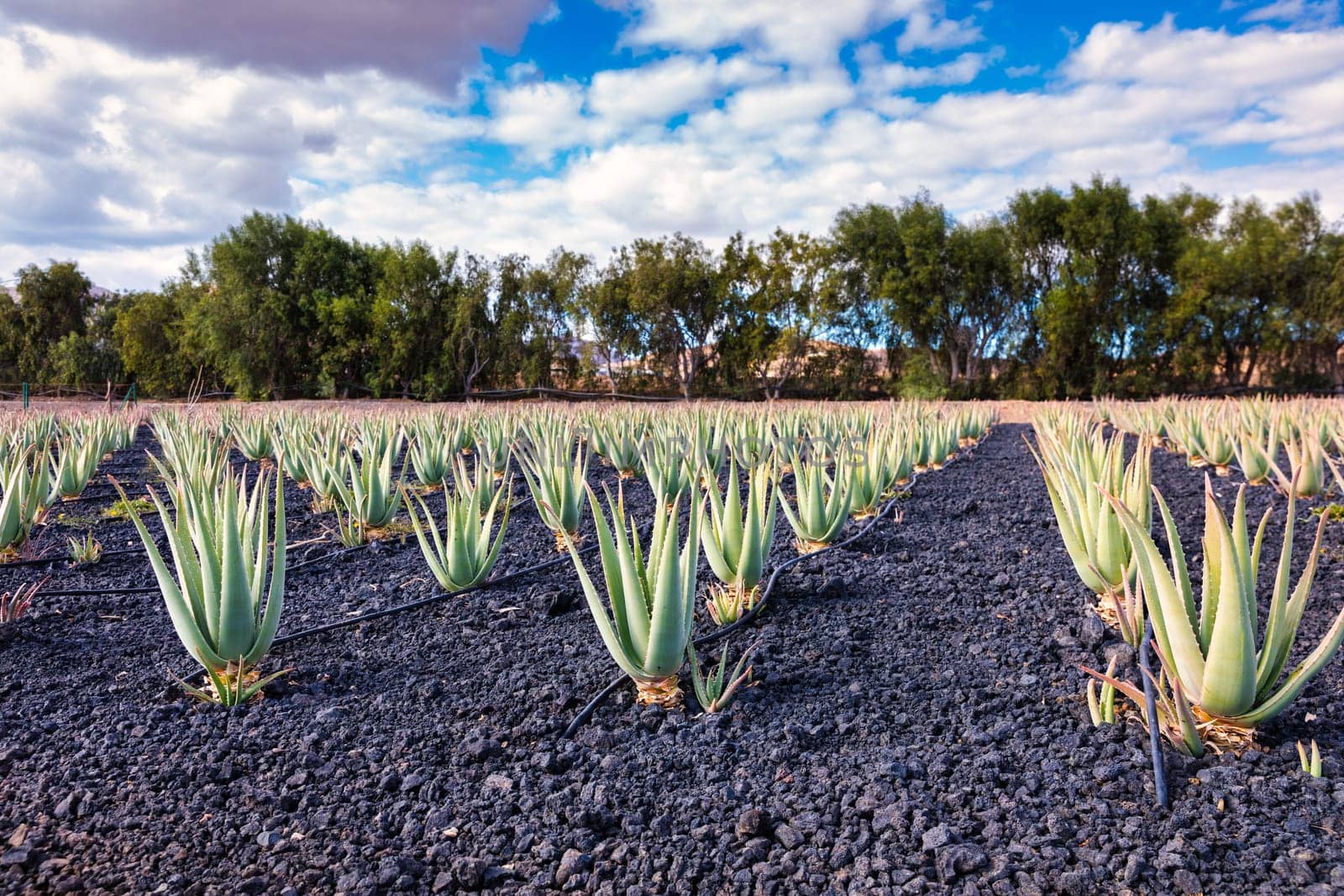 Plantation of medicinal aloe vera plant in the Canary Islands. Aloe Vera in farm garden in desert Furteventura. Growing Aloe vera in fertile volcanic soil, Fuerteventura Island, Spain.