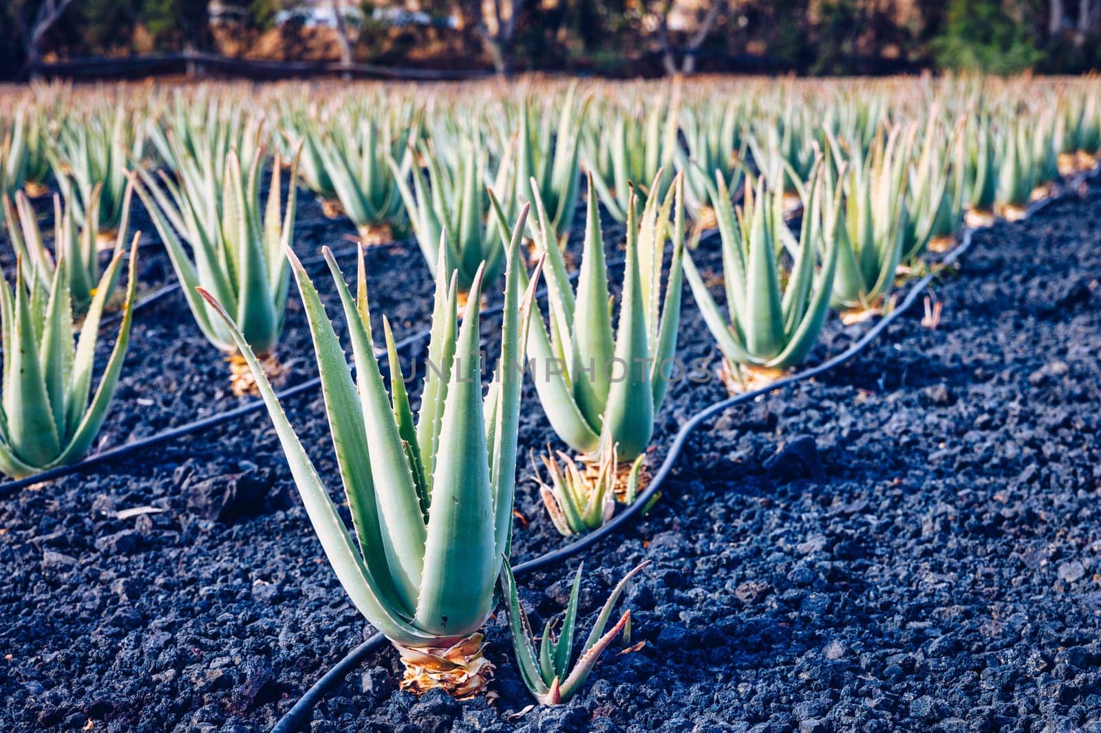 Aloe vera plant. Aloe vera plantation. Fuerteventura, Canary Islands, Spain. Aloe Vera growing on the Island of Fuerteventura in the Canary Islands, Spain. Aloe vera plantation in the Canary Islands.