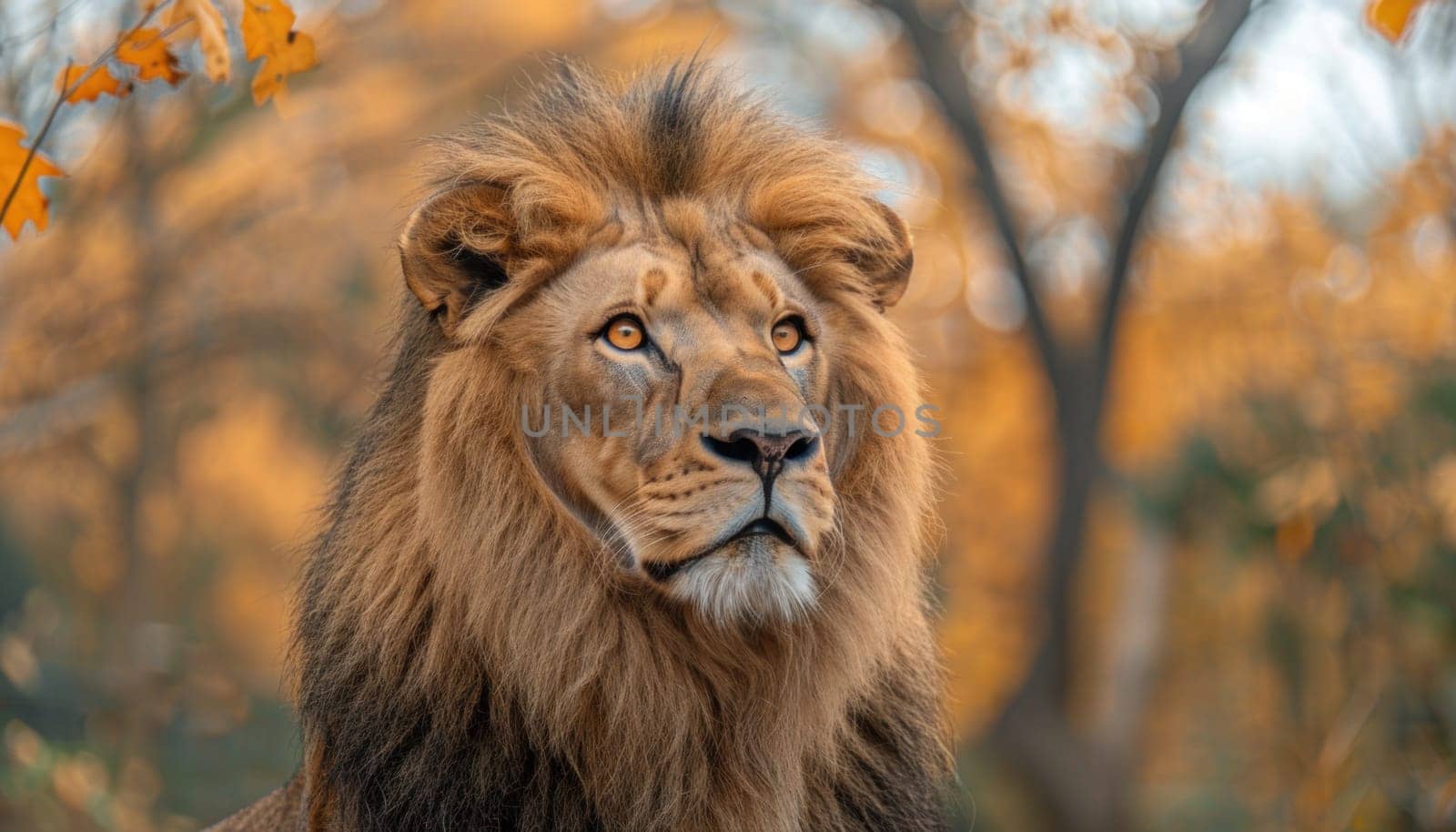 Majestic lion with a flowing mane is illuminated by the warm autumn light