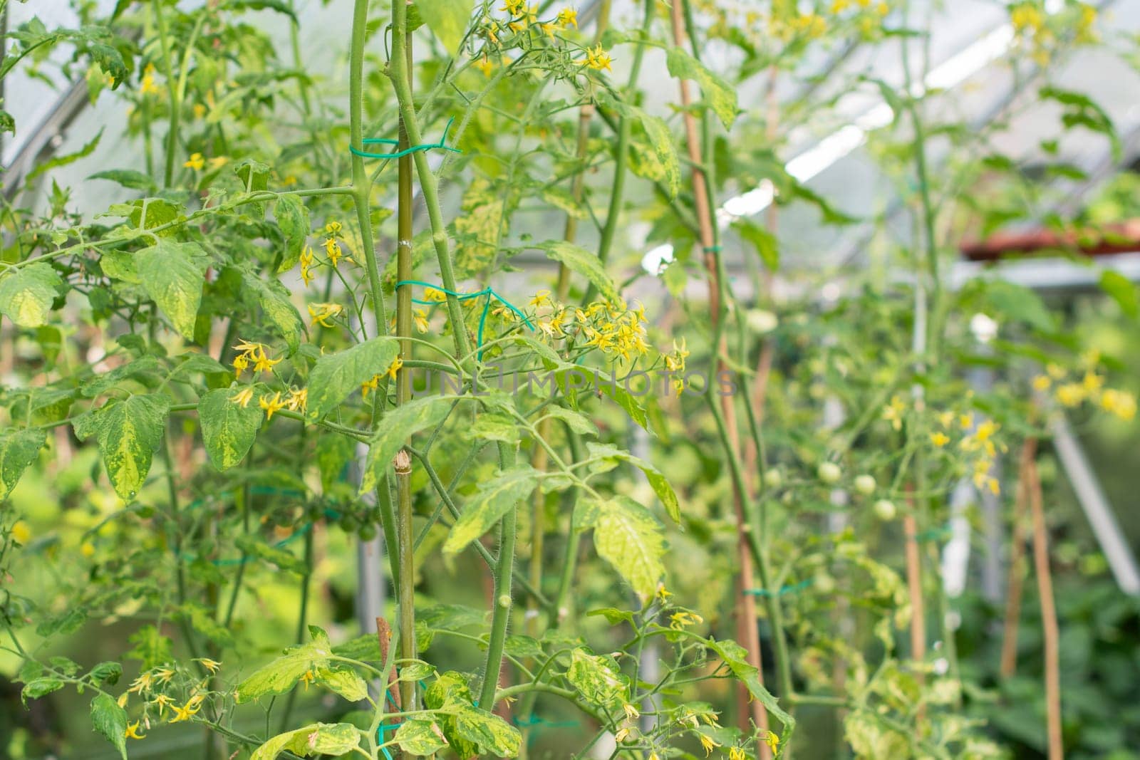 Young tomato plants with delicate yellow flowers grown in a greenhouse, indoor gardening, waiting for the harvest of fresh organic vegetables,