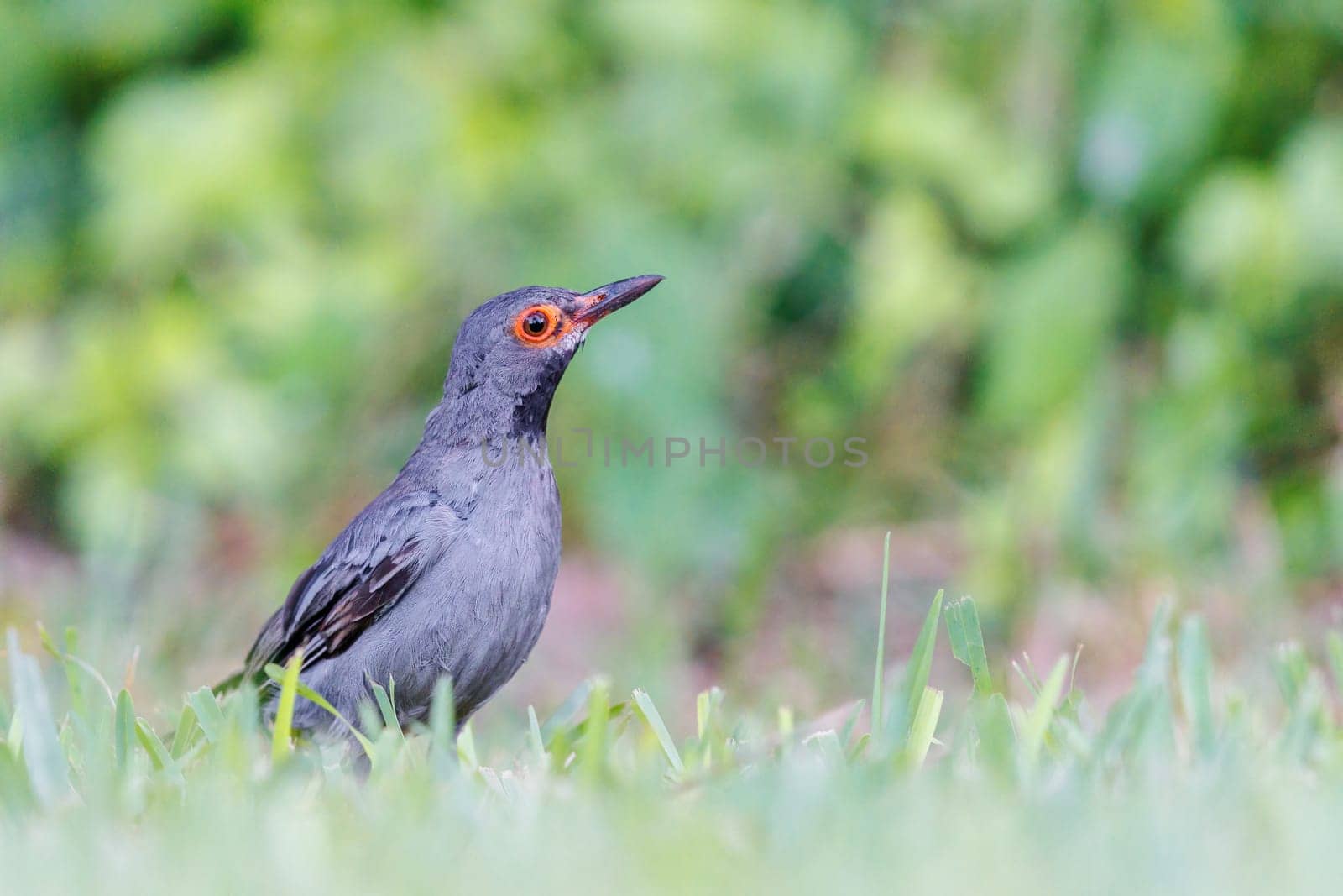 Red Legged Thrush foraging for food in the Bahamas
