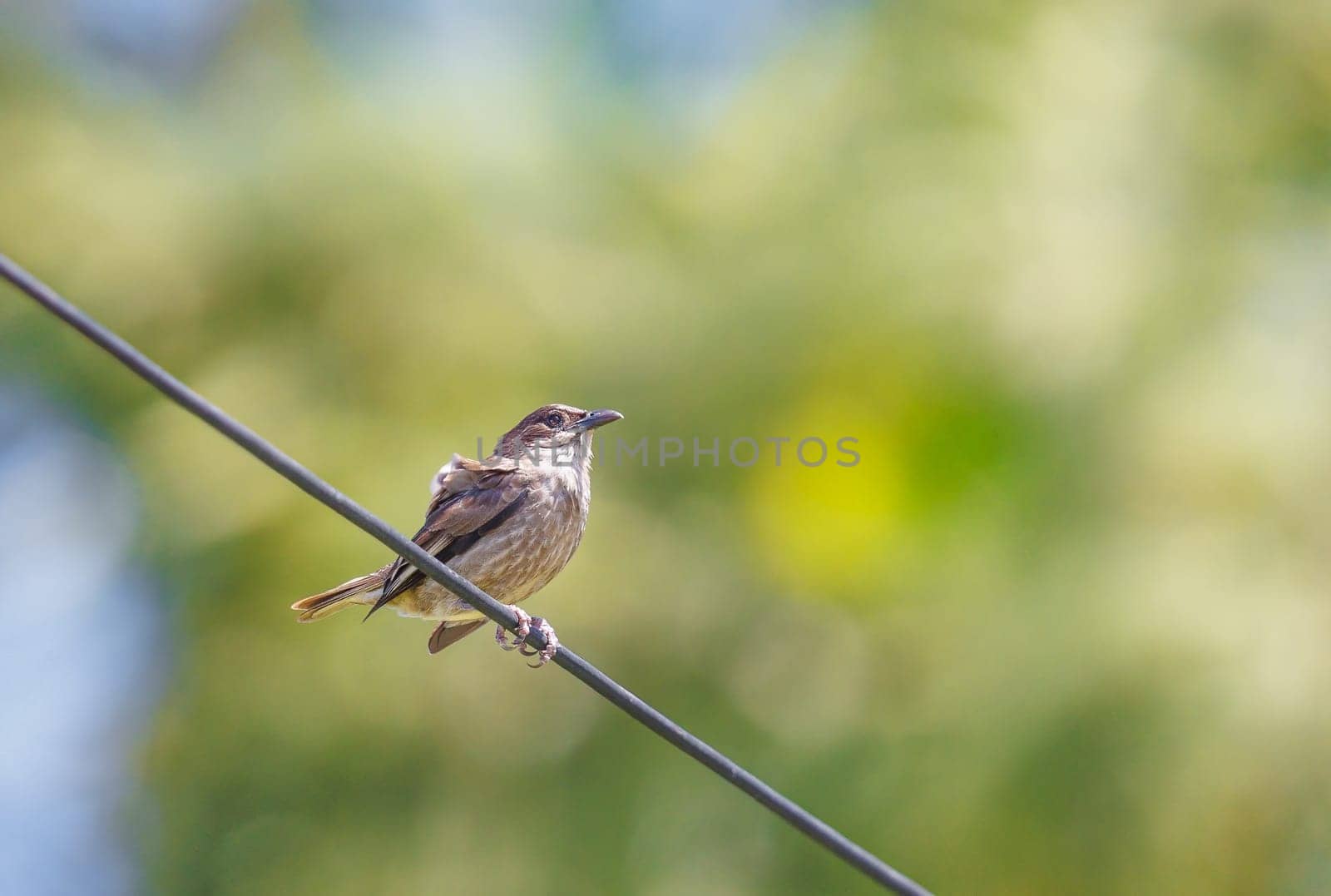 Polynesian Starling perched on a wire in Tonga