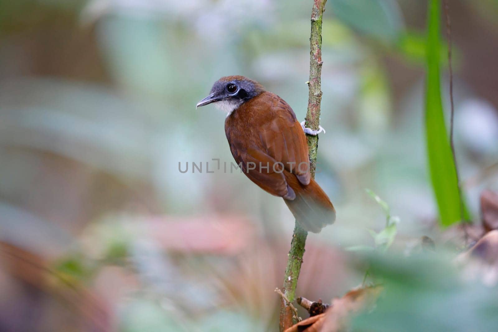 Bicolored Antbird perched next to an ant swarm in Panama