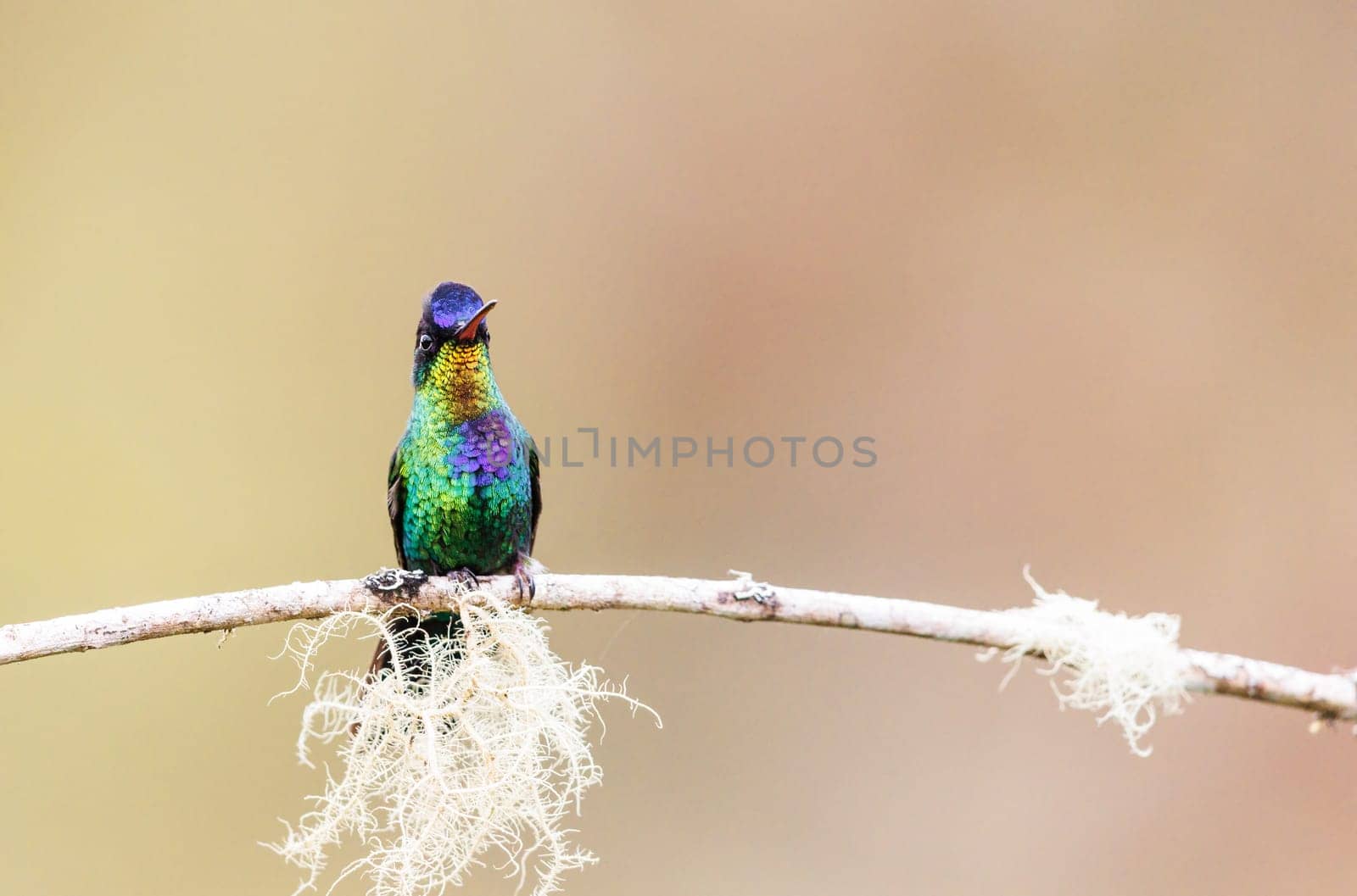 Fiery Throated Hummingbird perched on a branch in Costa Rica
