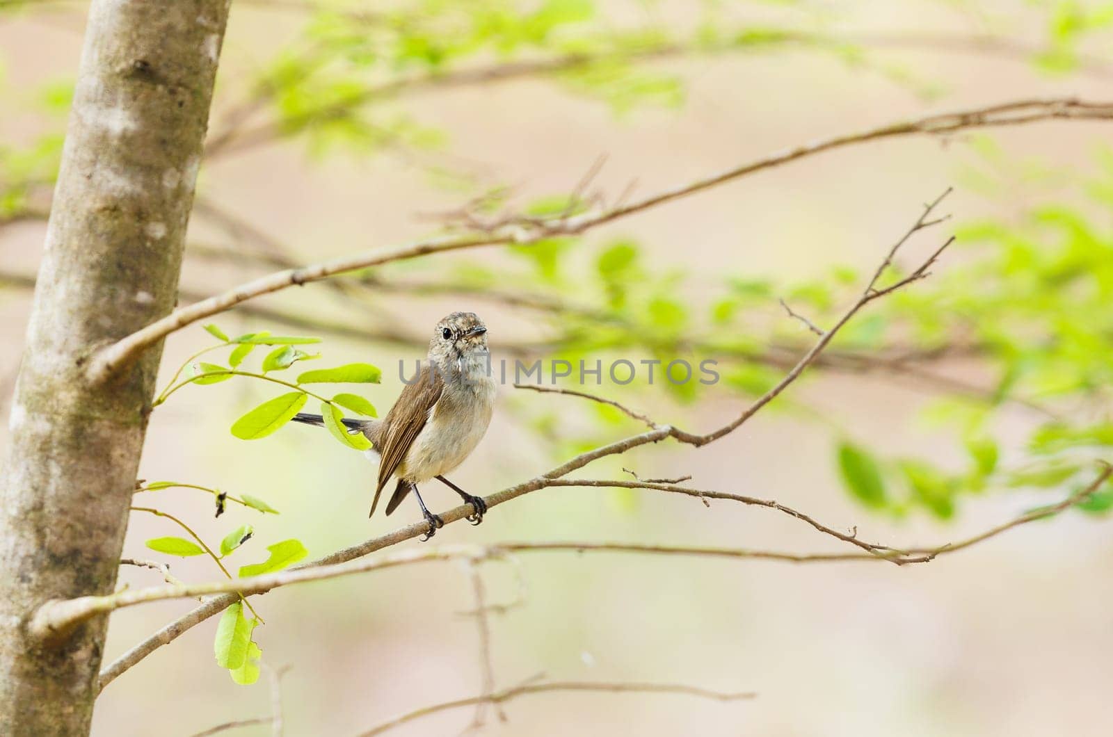 Taiga Flycatcher perched on a tree in Cambodia