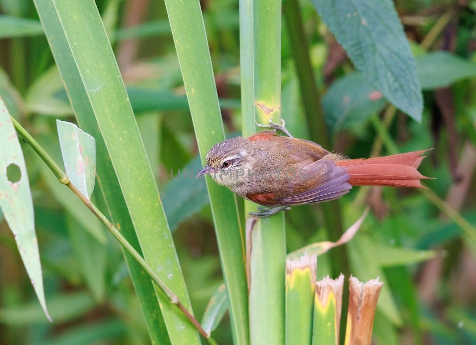 Olive Spinetail perched on a plant in the swamps of Brazil