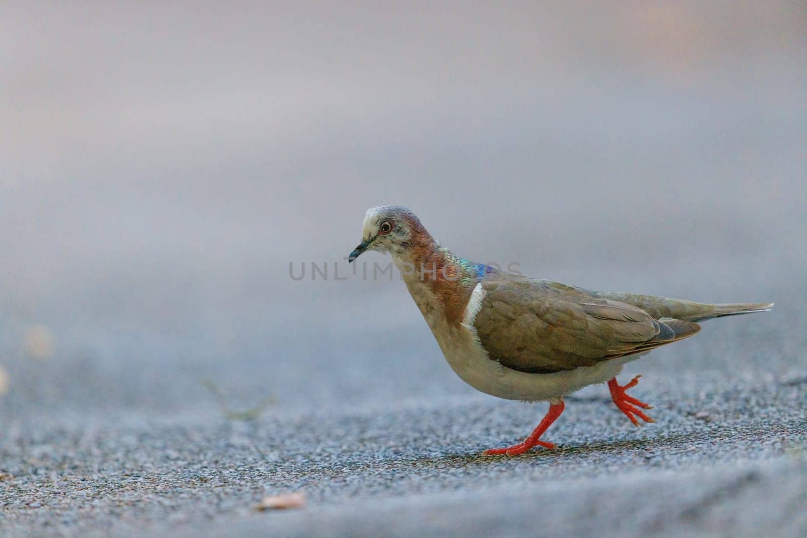 Caribbean Dove taking a stroll in The Bahamas