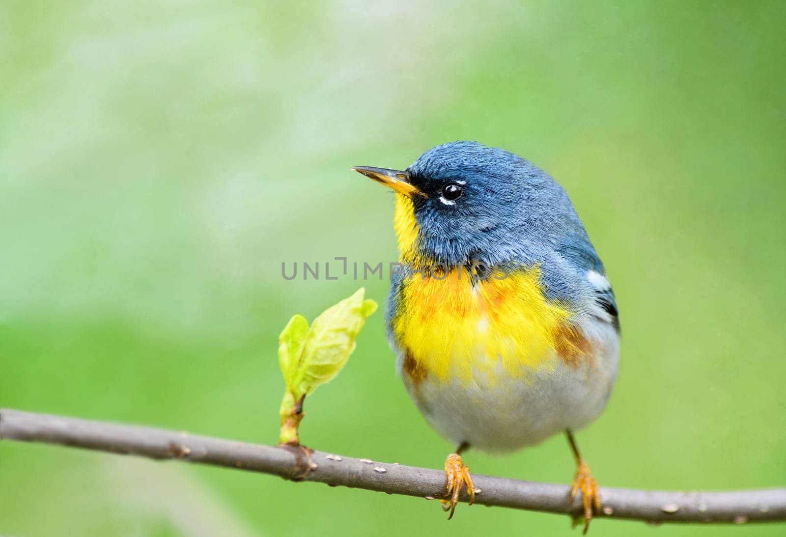 Northern Parula perched on a tree in Ohio