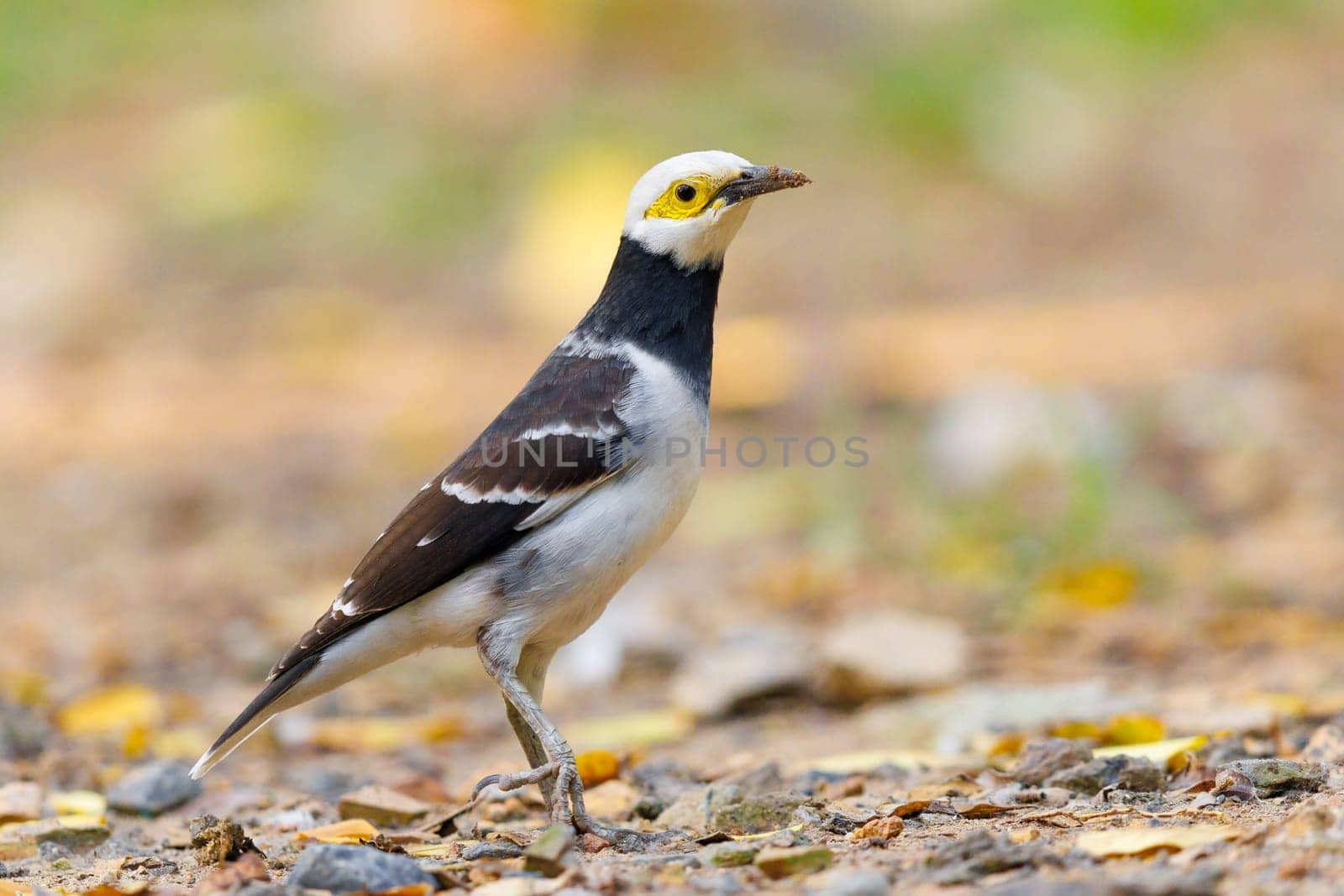 Black Collared Starling foraging for food in Thailand