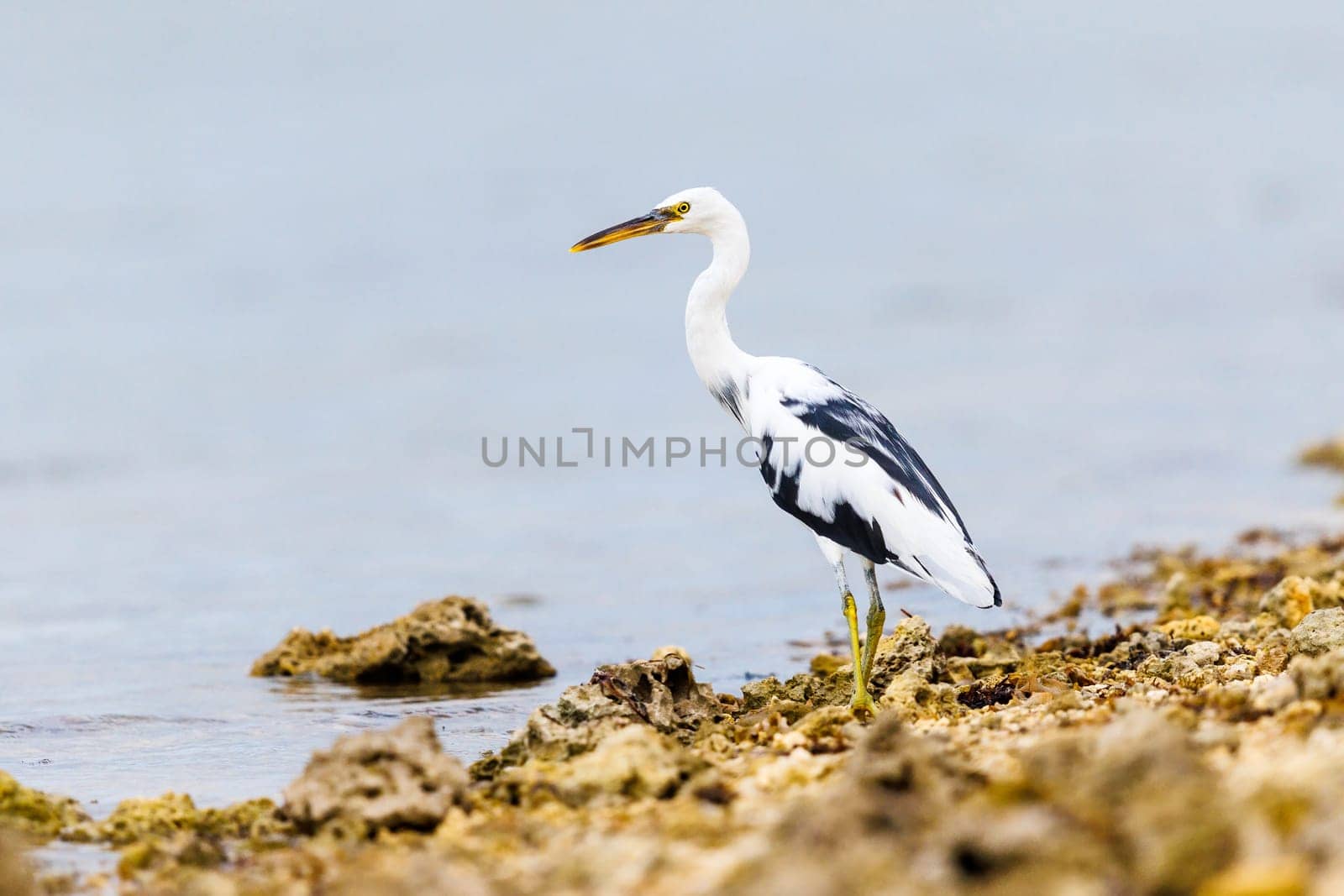 Pacific Reef Heron fishing from the banks of Tonga