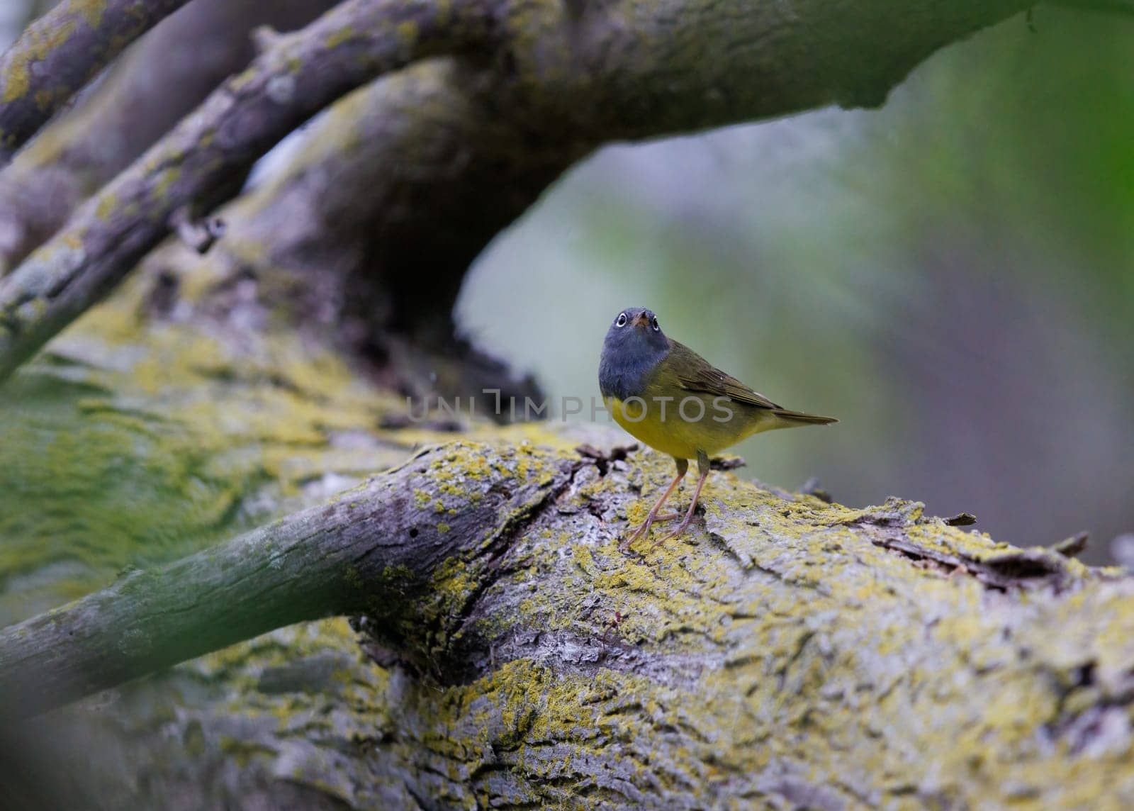 Connecticut Warbler perched on a dead tree in Michigan