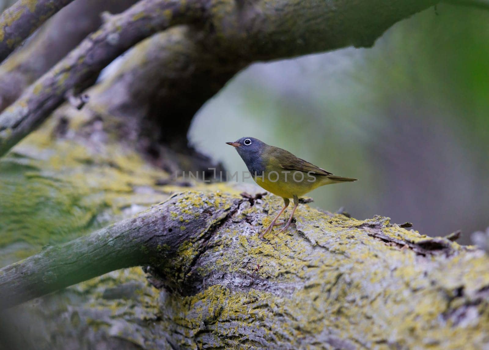 Connecticut Warbler perched on a dead tree in Michigan
