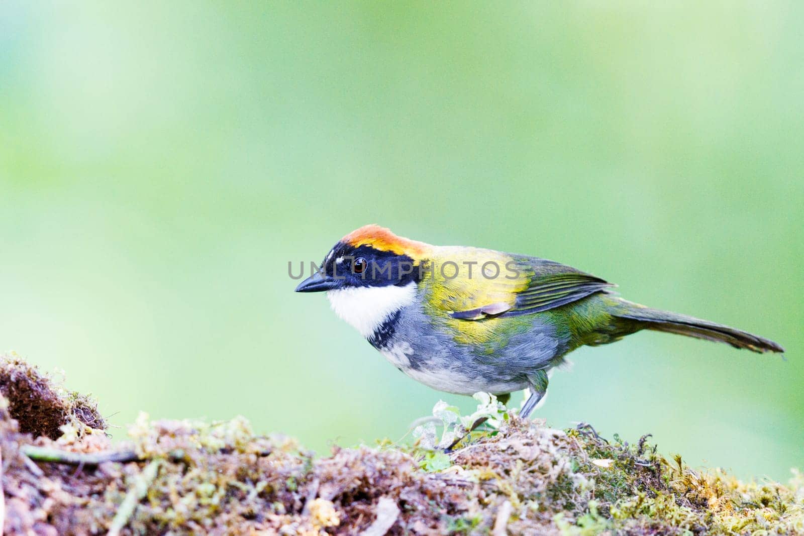 Chestnut-Capped Brushfinch perched on a dead tree in Costa Rica