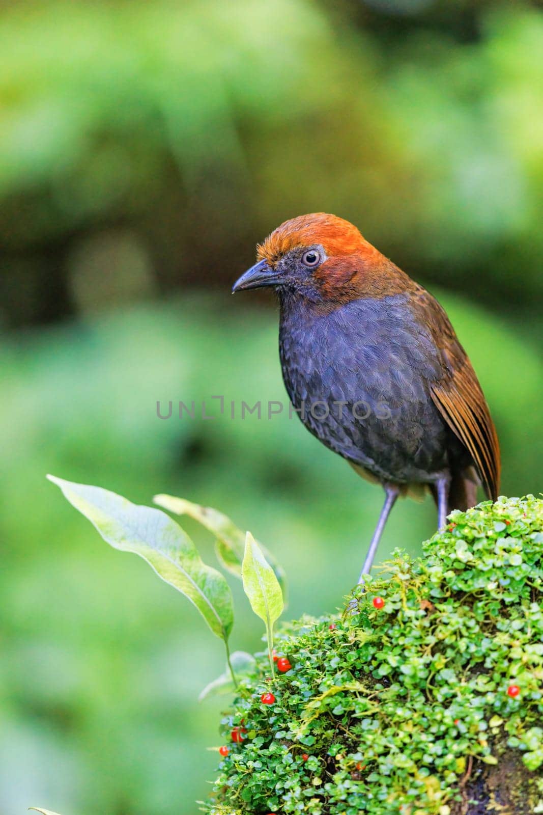 Chestnut-Naped Antpitta perched on a mossy rock in Colombia