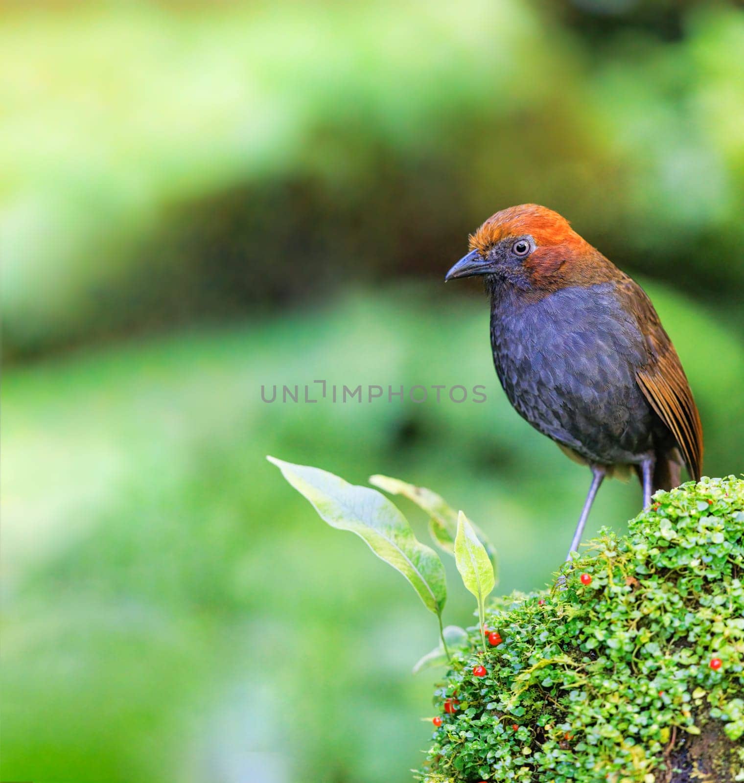 Chestnut-Naped Antpitta perched on a mossy rock in Colombia