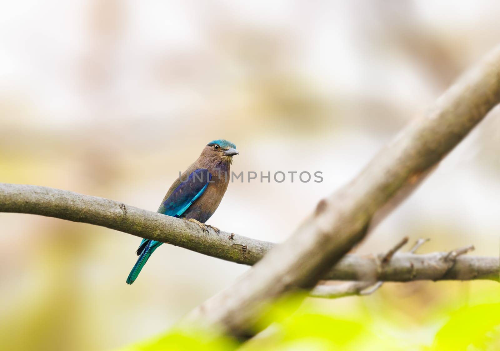 Indochinese Roller perched on a tree in Thailand
