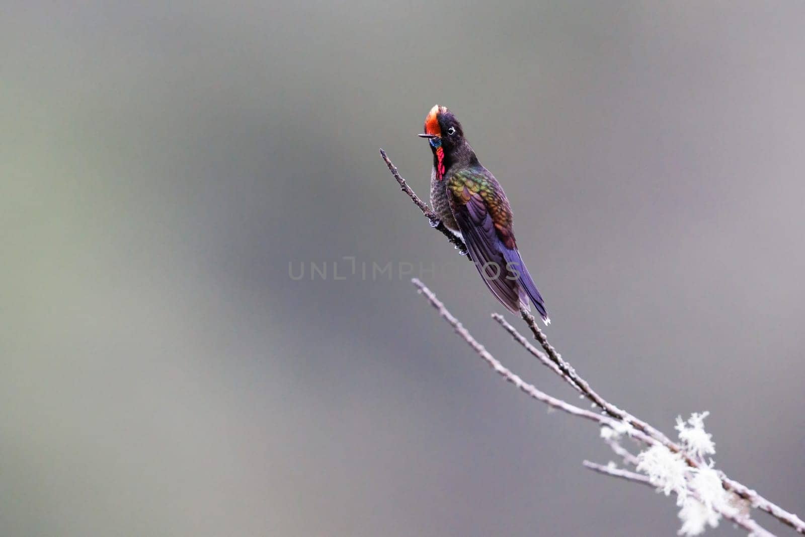 Rainbow bearded Thornbill perched on a tree in Colombia