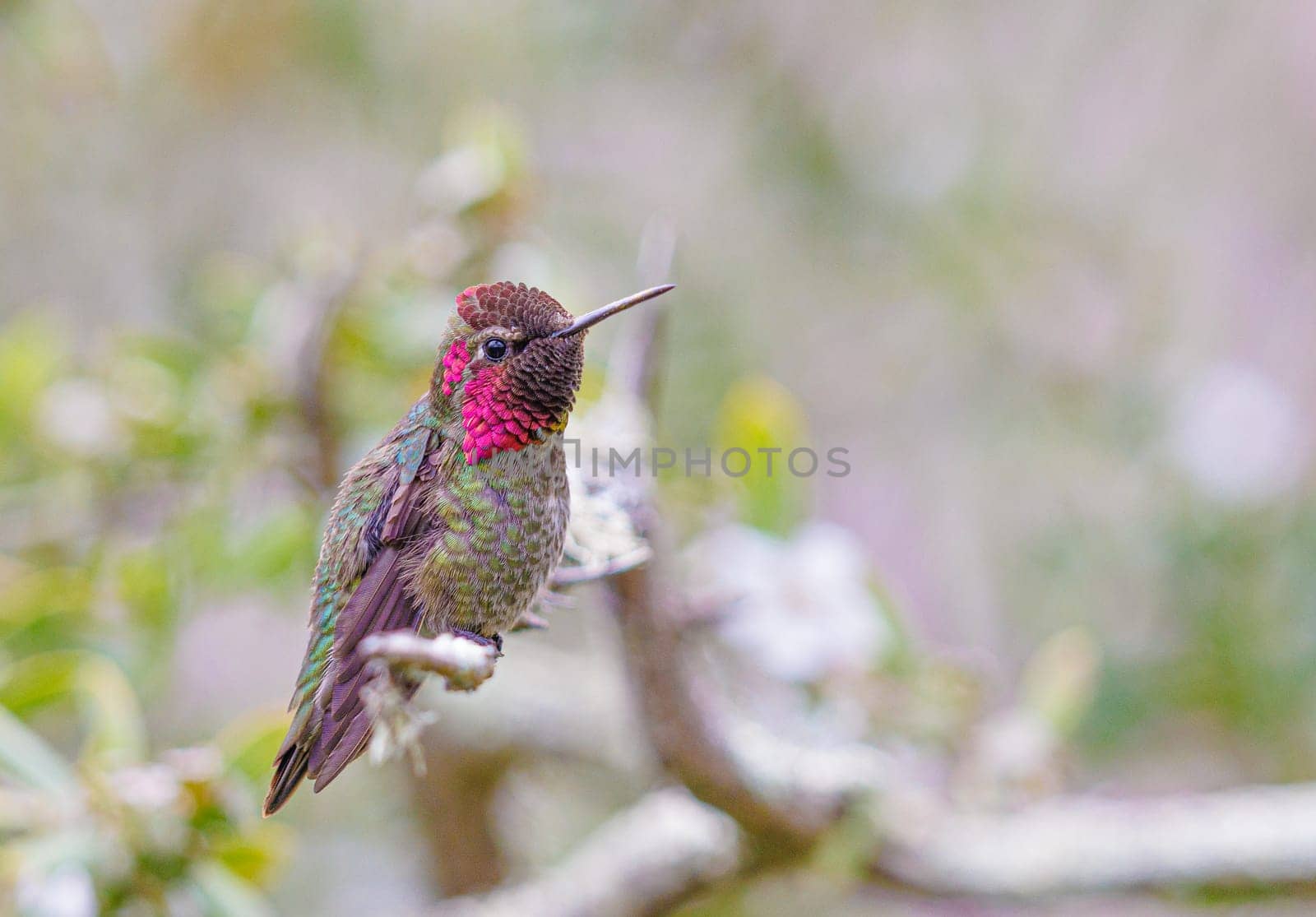 Anna's hummingbird perched on a tree in California USA