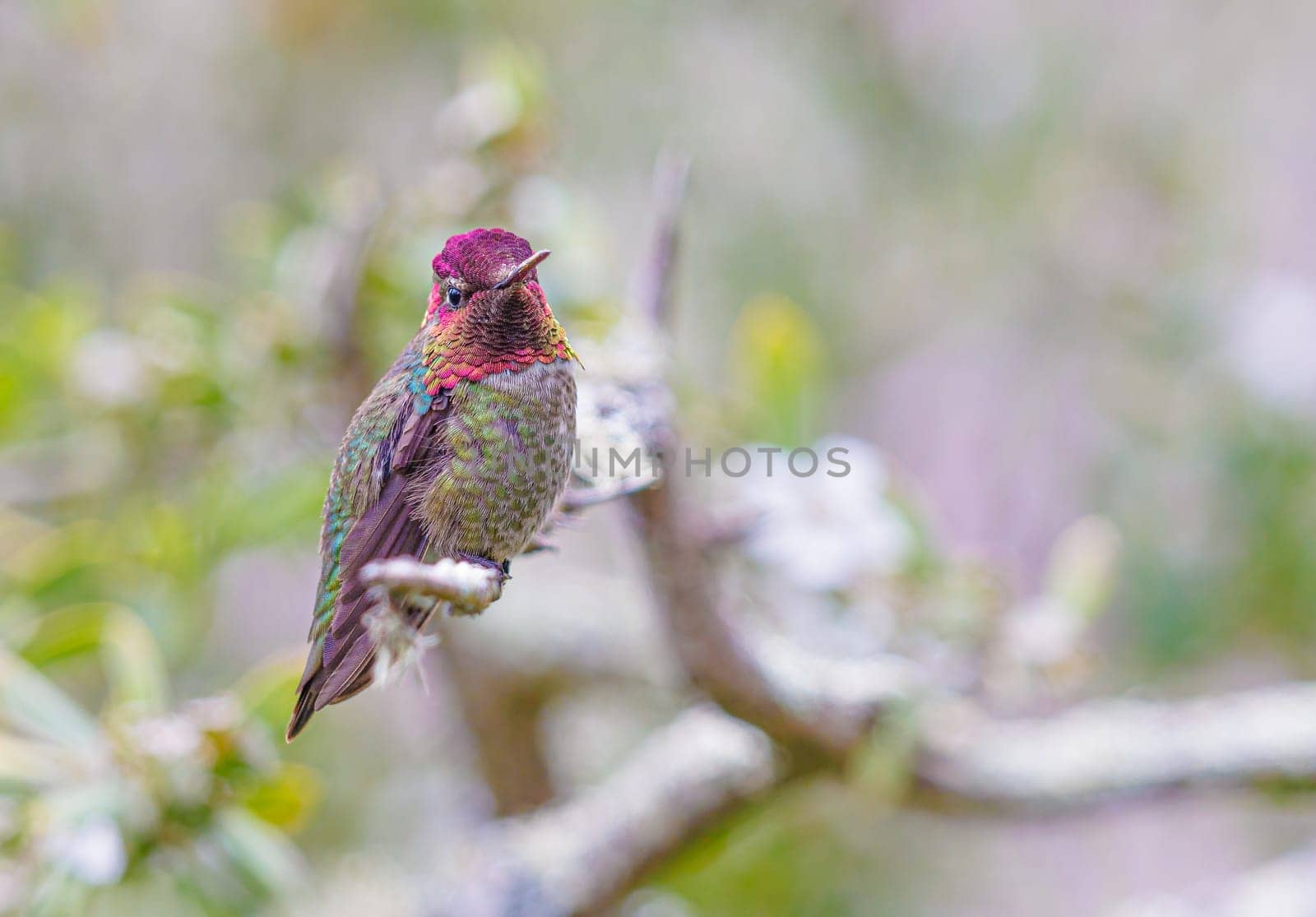 Anna's hummingbird perched on a tree in California USA