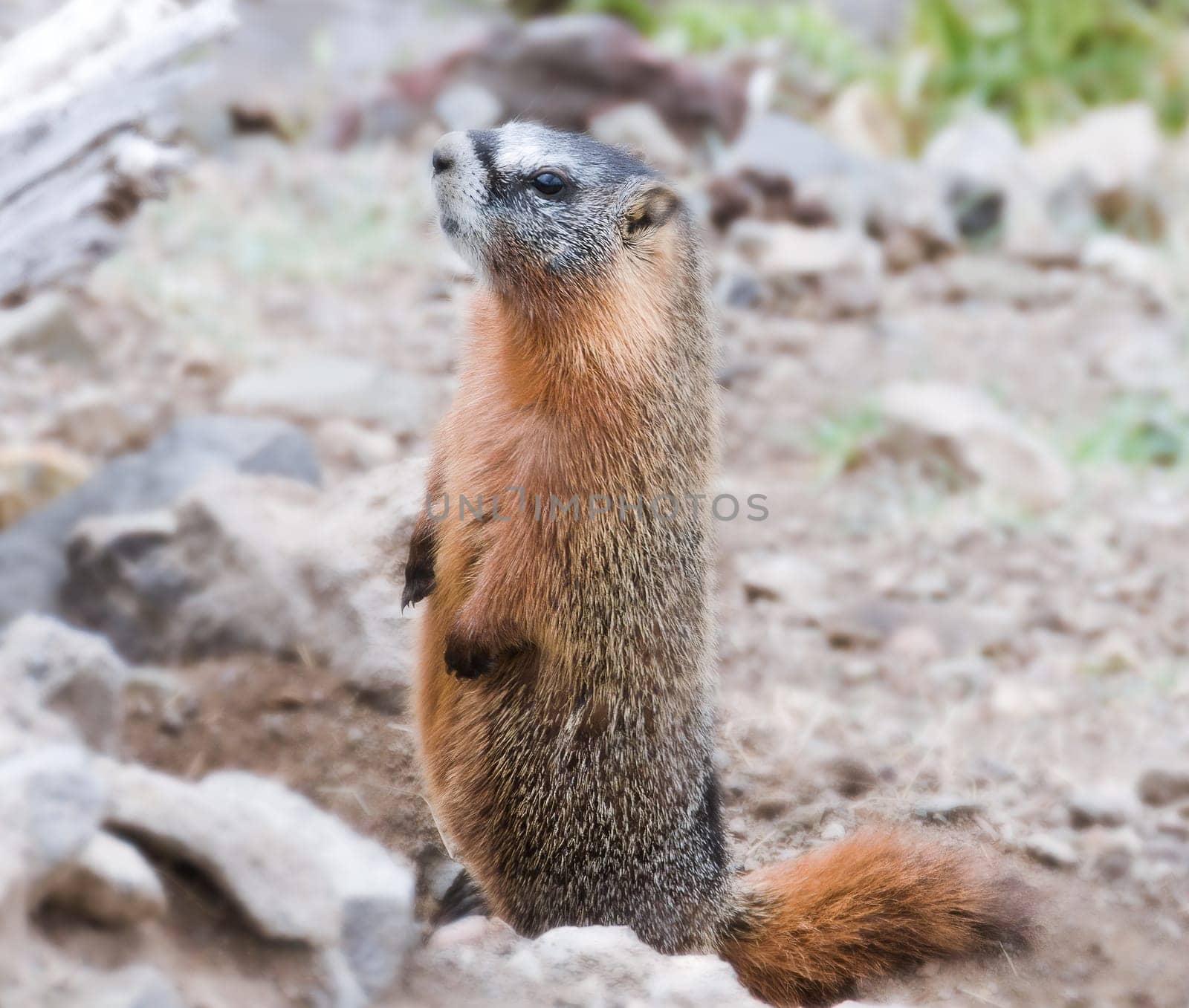 Yellow Bellied Marmot also known as the rock chuck, is a large, stout-bodied ground squirrel in the marmot genus