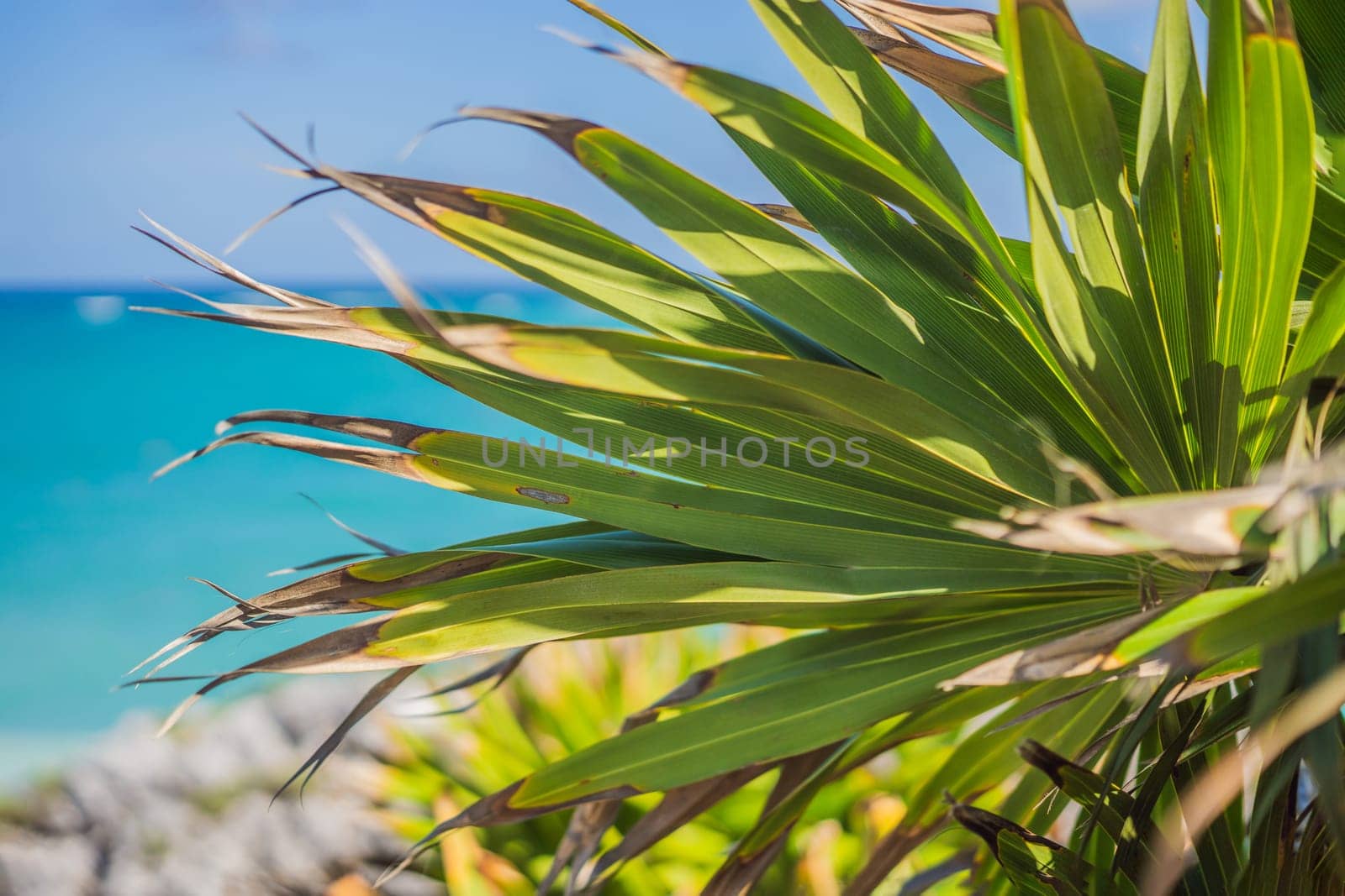 Coconut palm trees against blue sky and Caribbean sea. Vacation holidays background wallpaper. View of nice tropical beach.