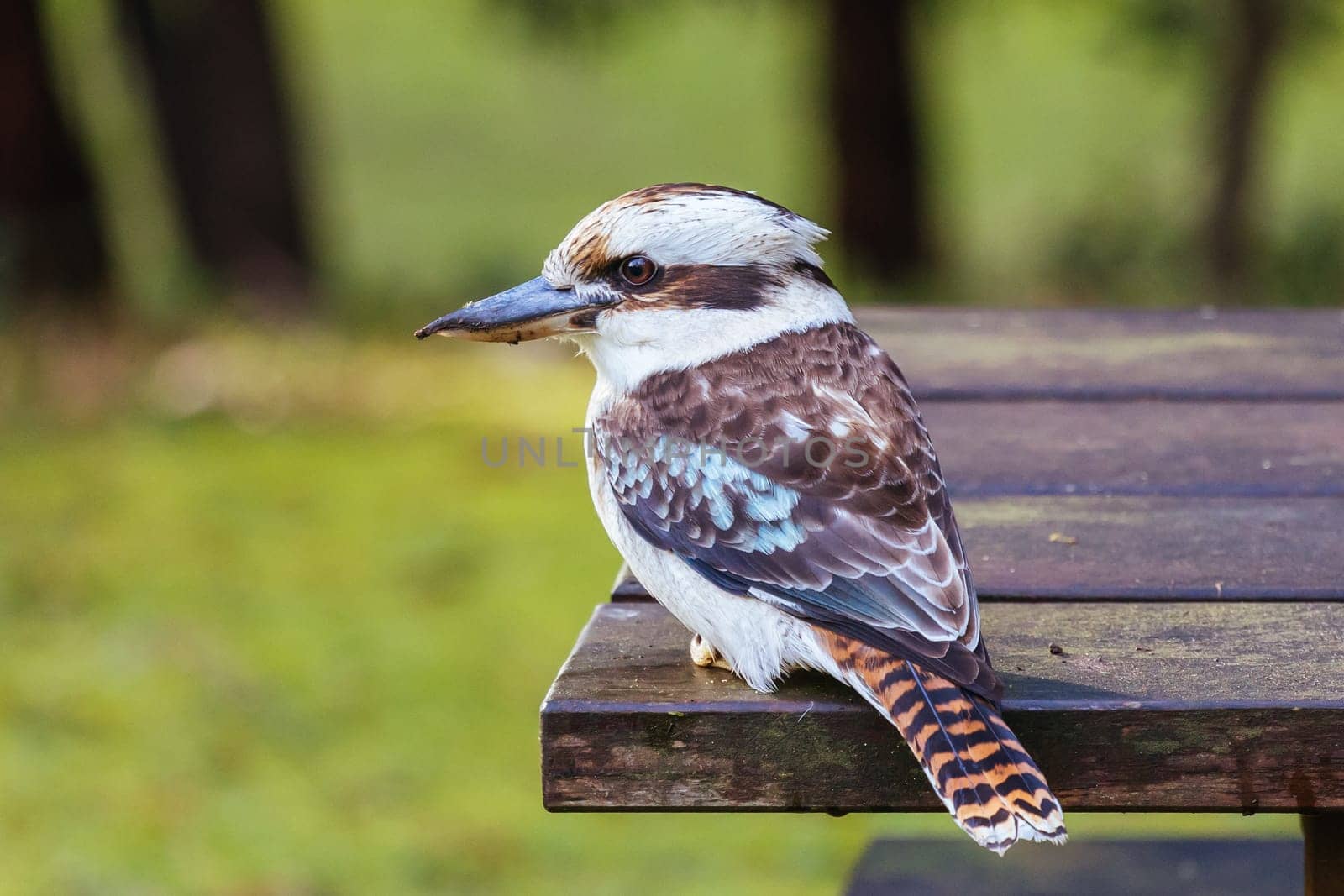 A watchful kookaburra looking for worms after rains in Blackwood on a winter's day in Victoria, Australia