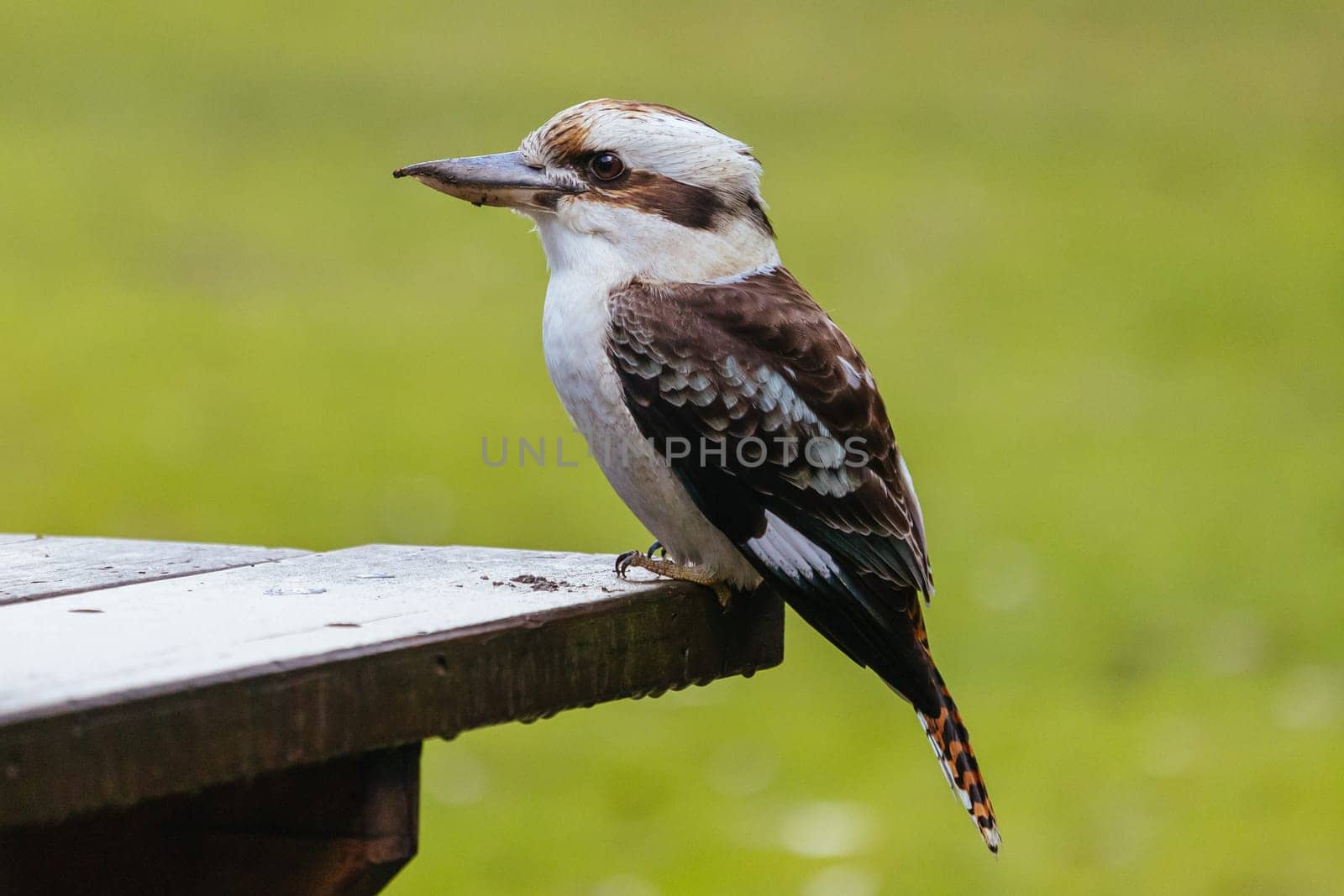 A watchful kookaburra looking for worms after rains in Blackwood on a winter's day in Victoria, Australia
