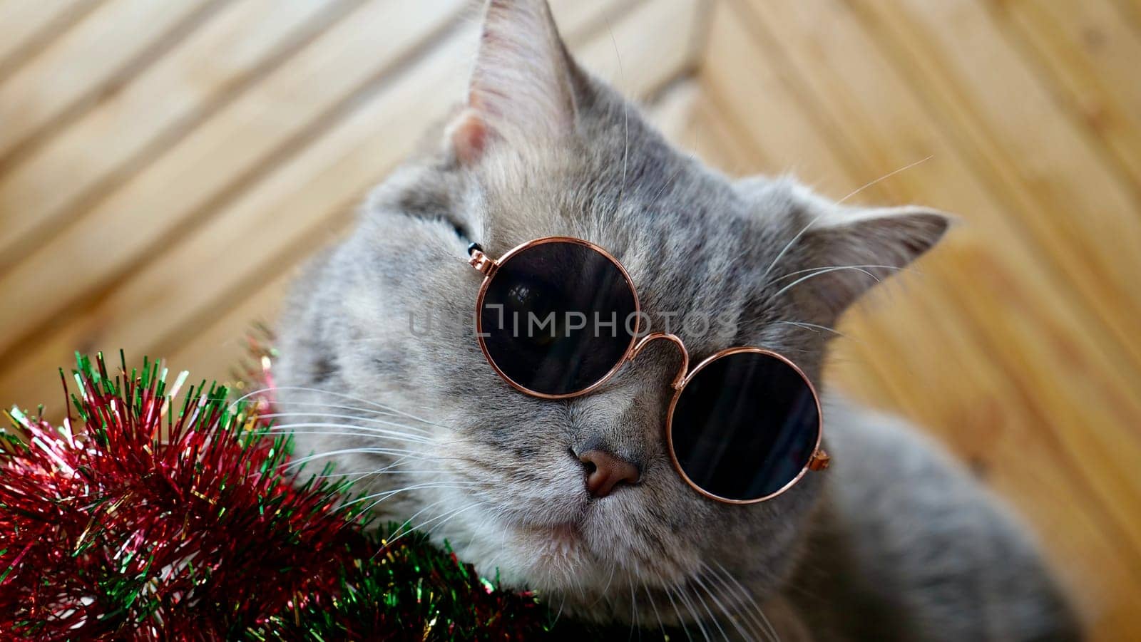 Scottish straight cat celebrates holiday eve Happy New Year 2025 and Merry Christmas. Pet in sunglasses is looking at the camera.