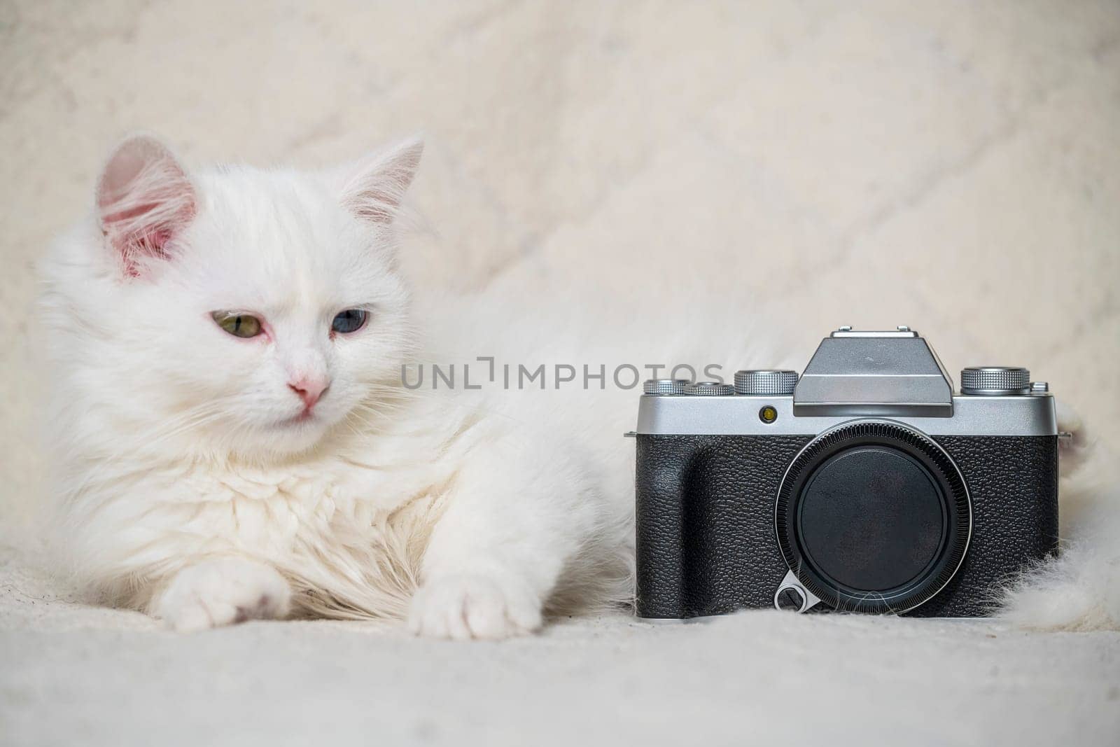 A cute little white cat joyfully holding a camera, ideal for pet lovers and photography enthusiasts alike