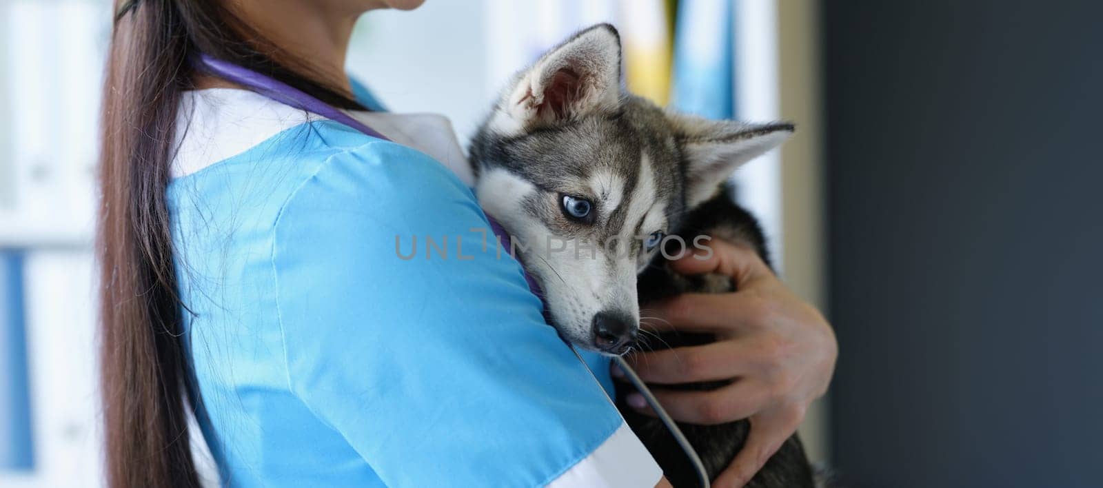 Cute husky puppy in the arms of a female doctor, close-up. Examination of a dog in a veterinary clinic, volunteer help
