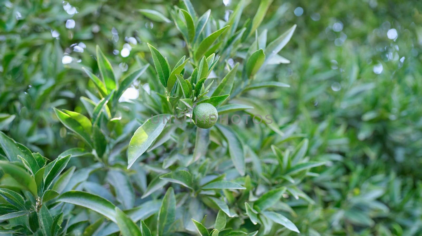 One lime fruit growing on a tree, green citrus foliage, close-up, blurry. Growing tropical fruits, sun glare