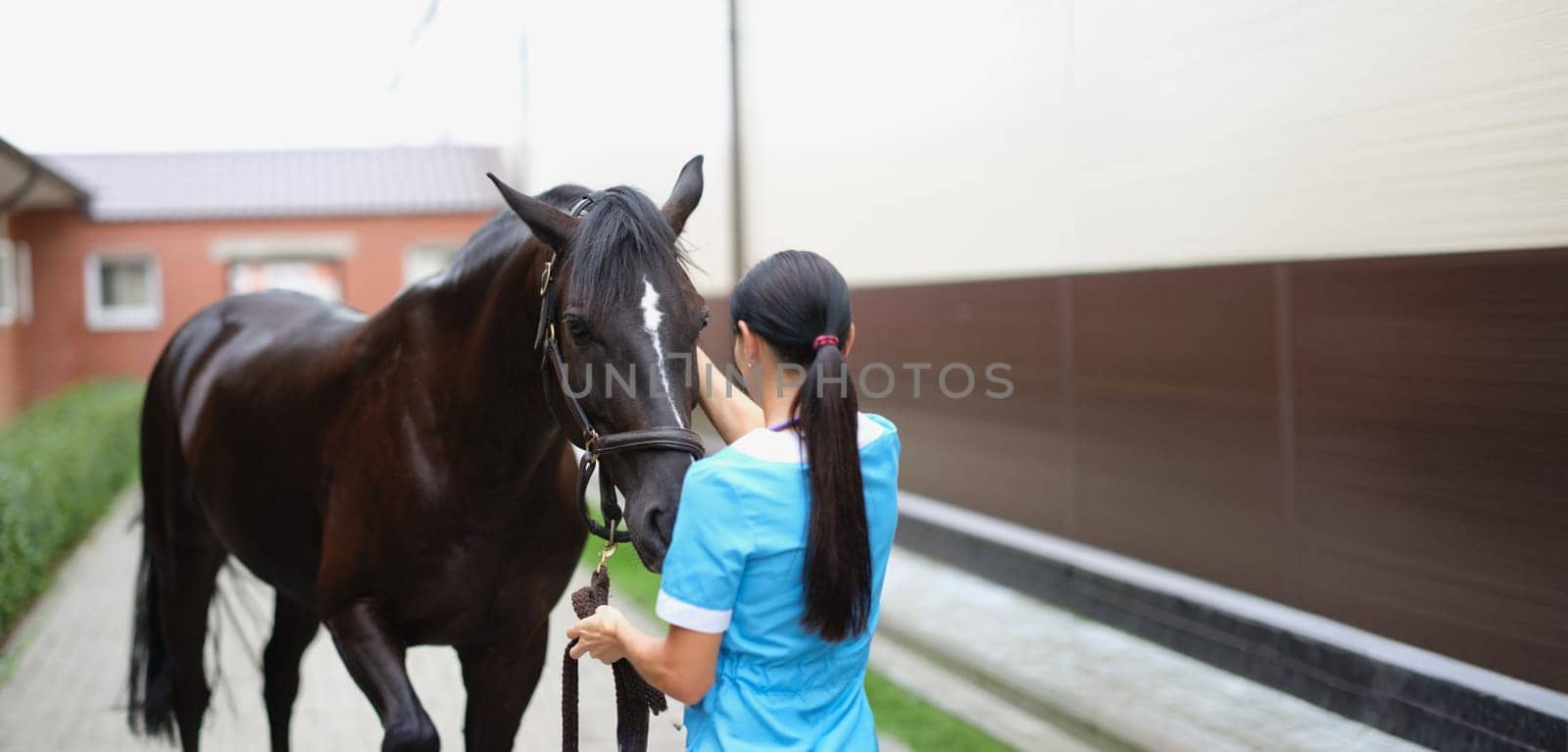 A woman in the street stroking the muzzle of a brown horse, close-up. Stable staff, veterinary examination