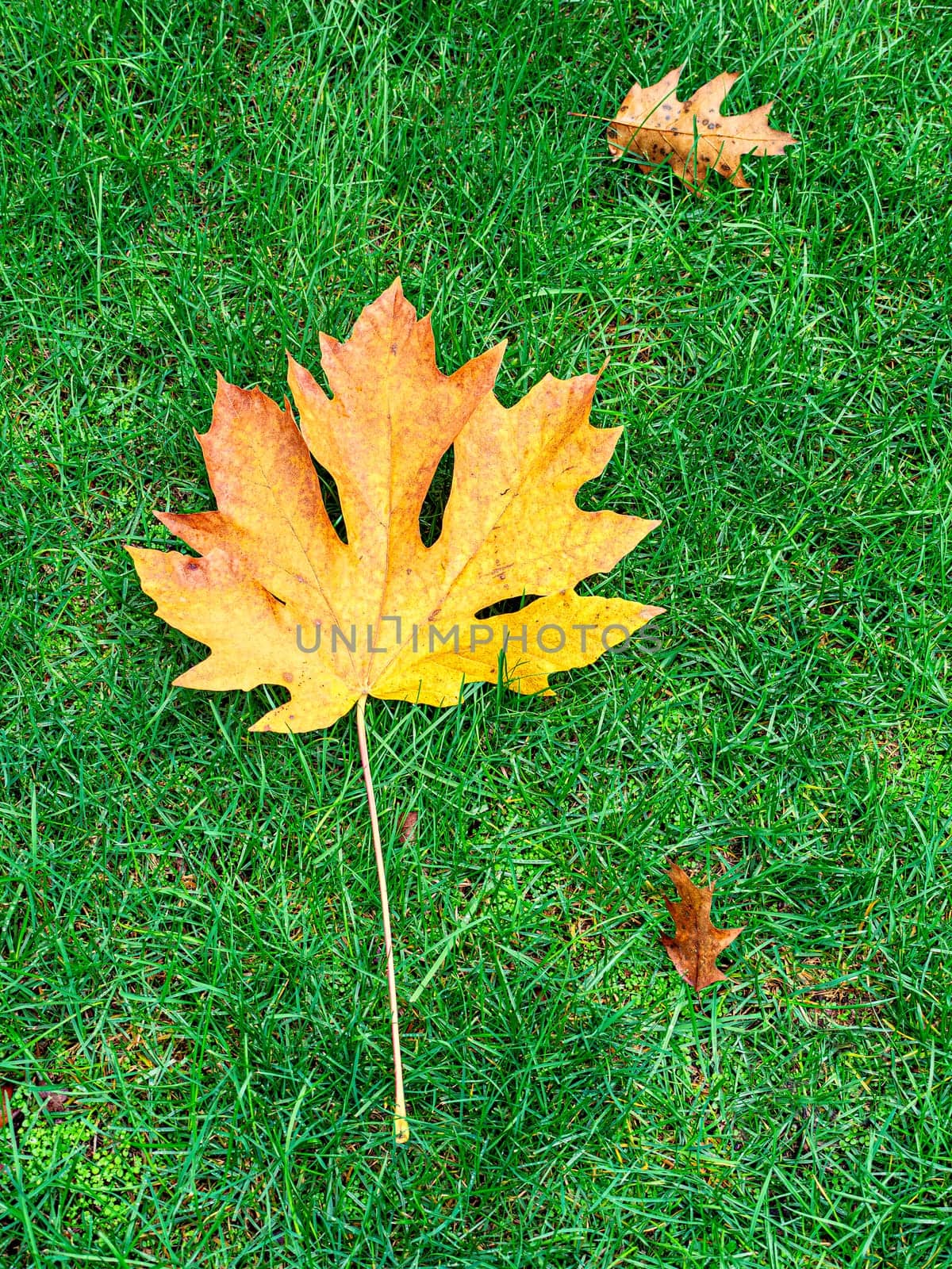 Bright yellow maple and oak leaves on green grass background.