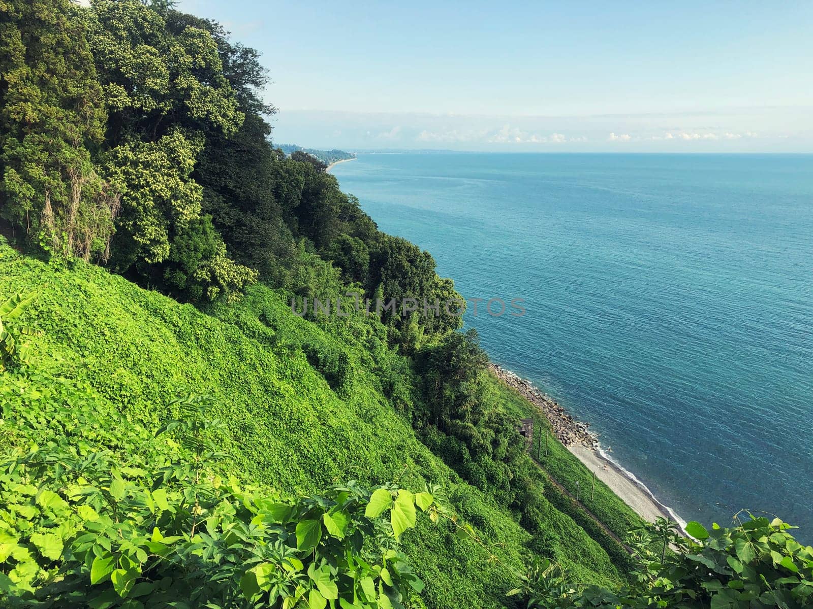 Landscape slope of forest with green plants, tress on the black sea coast. Natural background