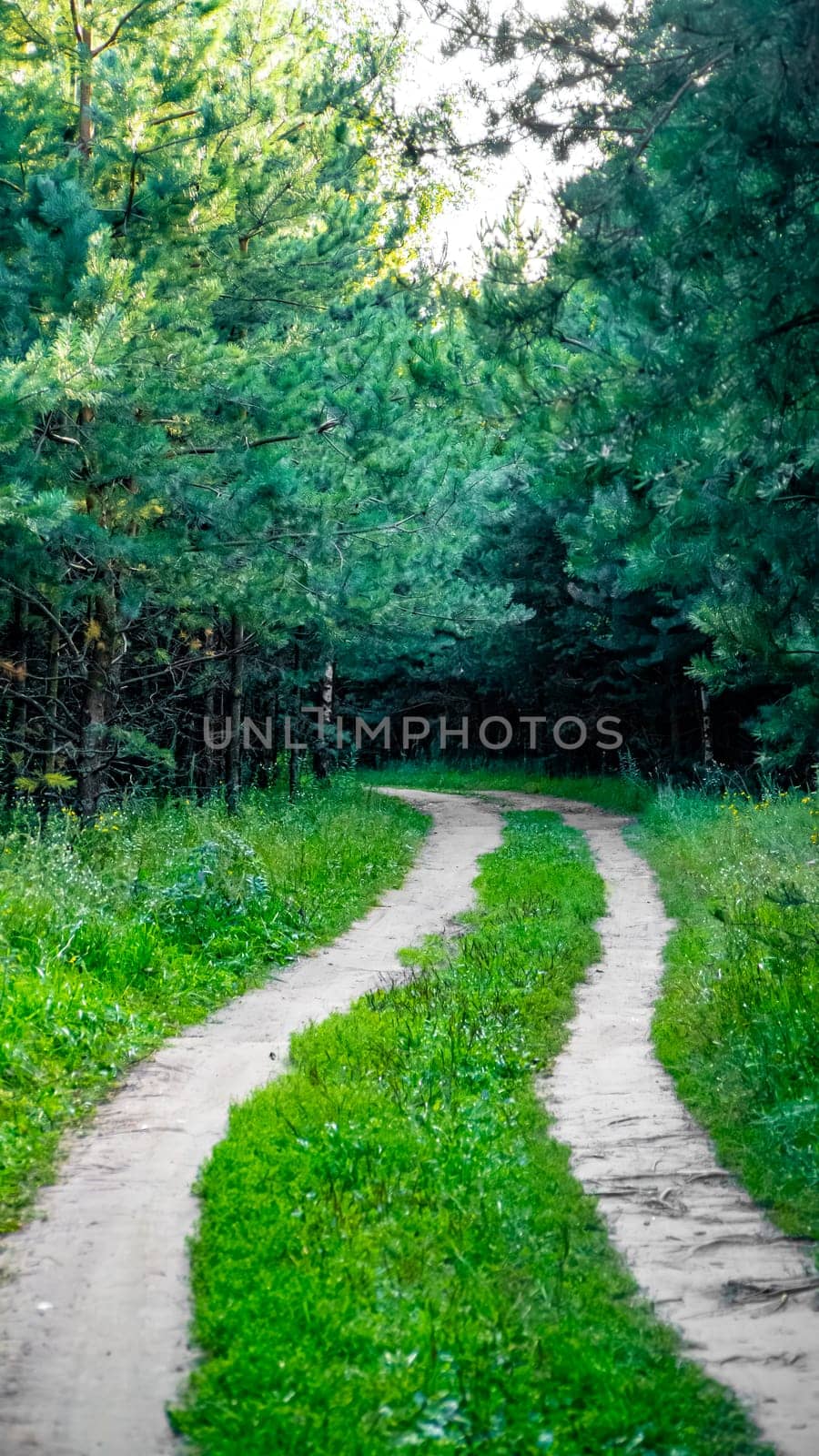 A serene path winds through a vibrant forest, inviting joyful exploration and peaceful reflection for all