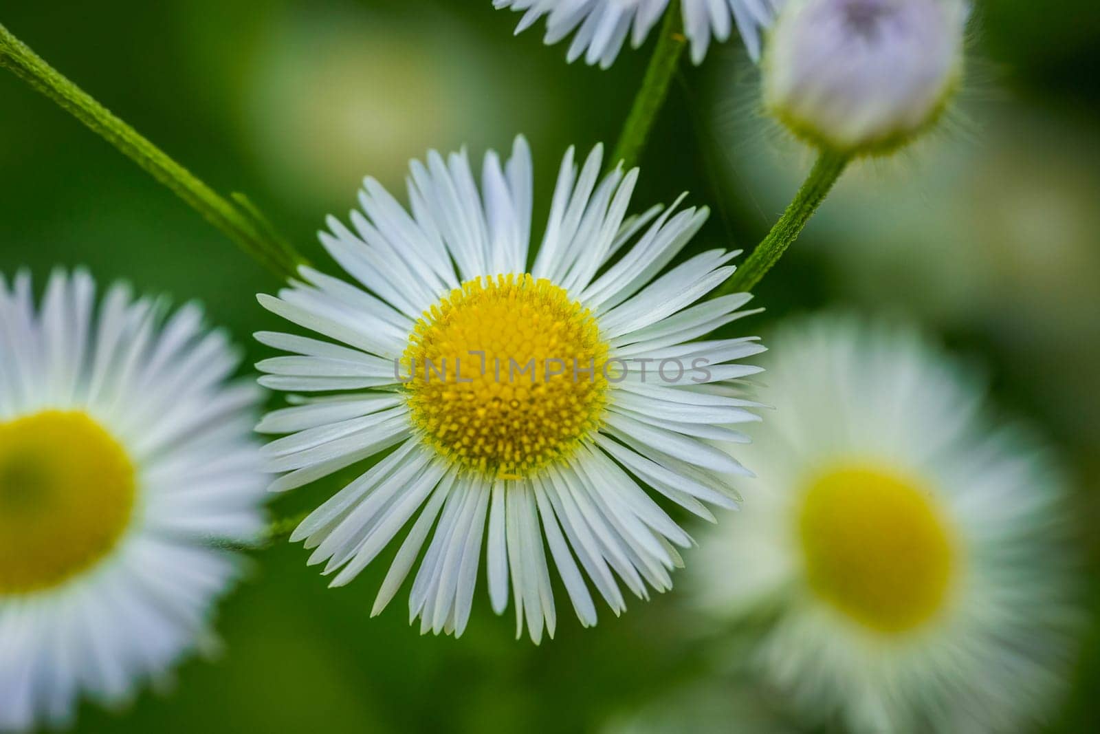 A beautiful and detailed closeup of white daisies blooming vibrantly in a lush green natural setting