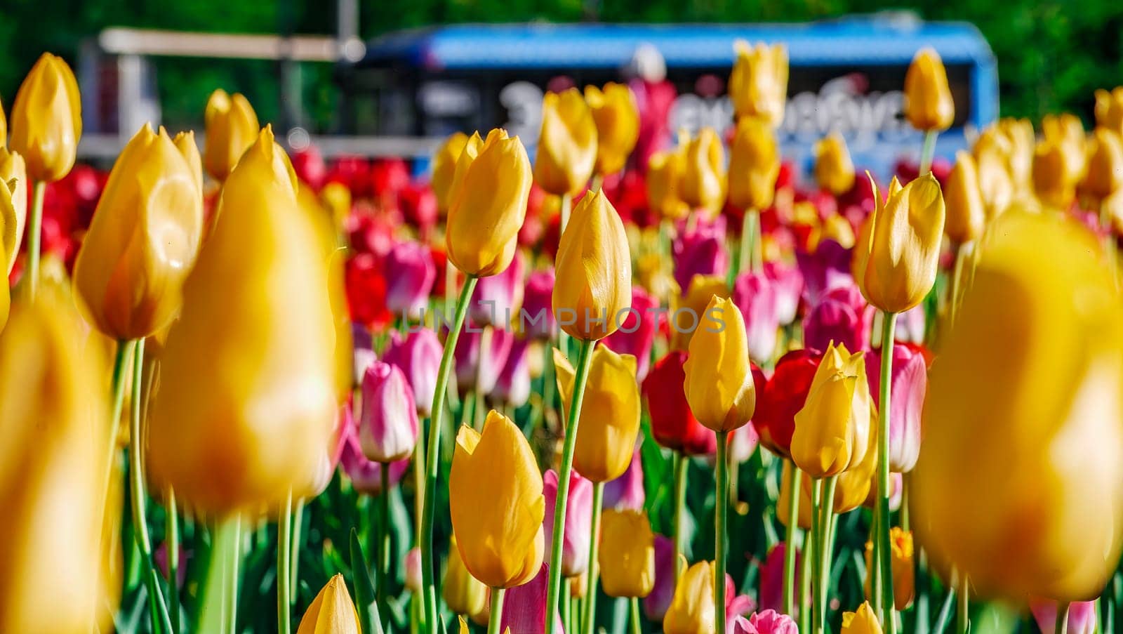 Field of colorful bright blooming tulips, large group of multi colored flowers nature still vivid background, moving in the wind. Natural floral pattern, beautiful tulip field in the sun, summer time