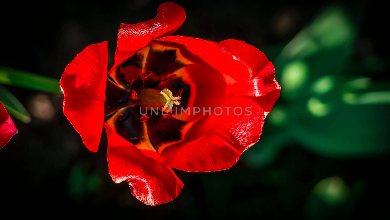 Beautiful tulip close-up. Vignette effect Amazing Beautiful Blooming Plant in Timelapse. Lovely Romantic and Natural Backdrop Wedding Decoration Alone Flower in Growing Process Closeup