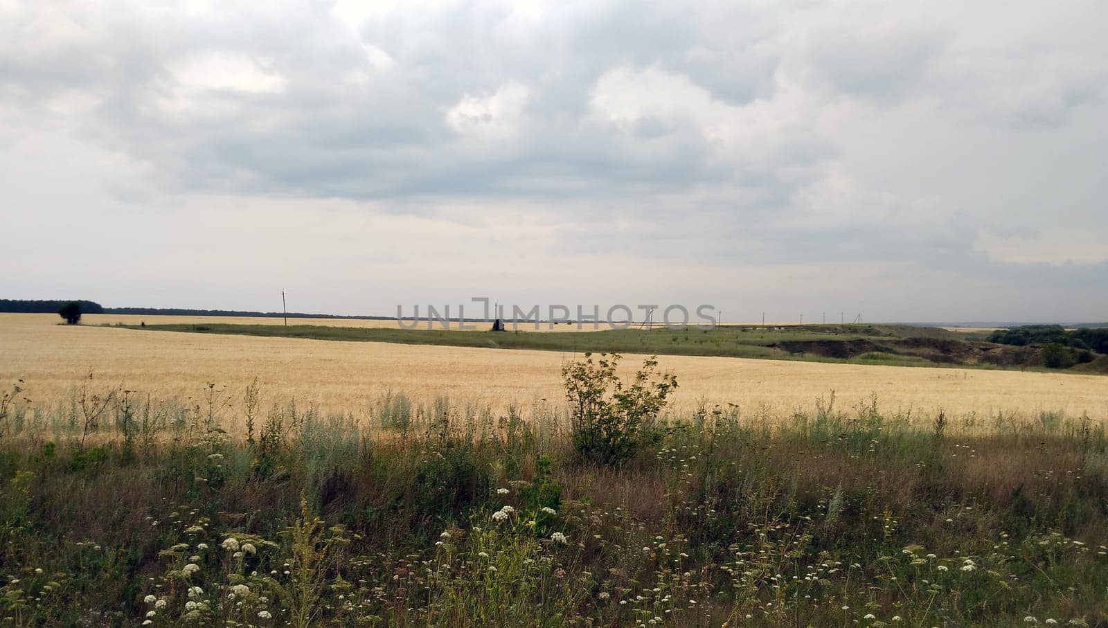 A vast golden wheat field stretches out under a cloudy sky, with wind turbines visible in the background and wildflowers in the foreground.