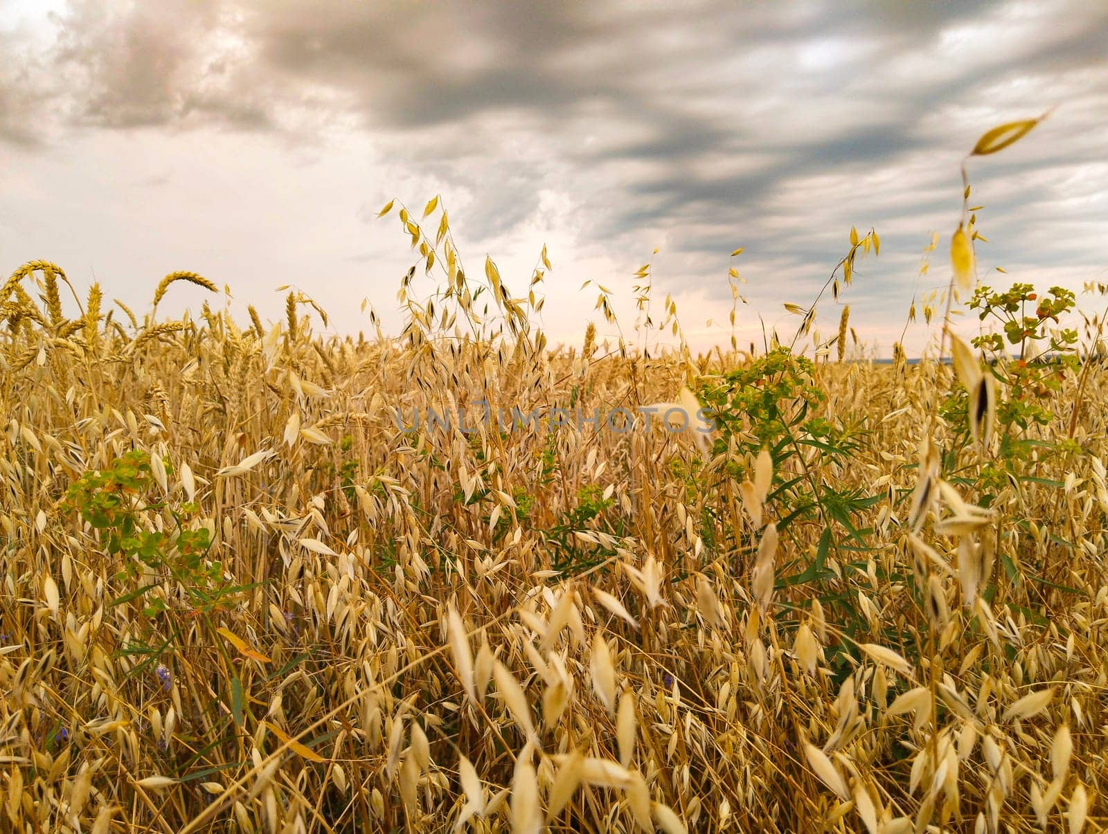 Golden wheat sways gently in the breeze beneath a sky filled with dark clouds as the sun sets over the countryside.