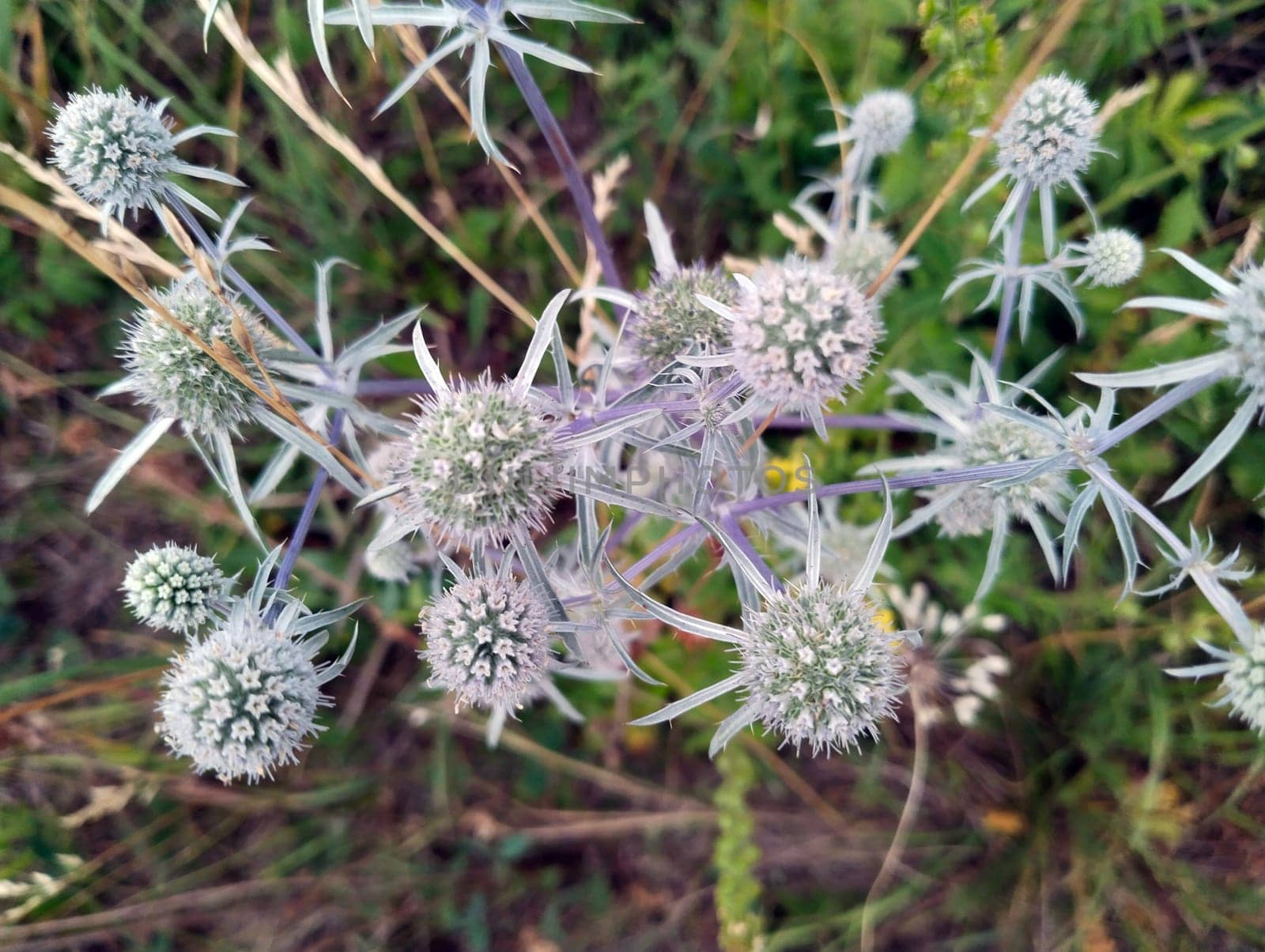 A wild thistle plant displays its unique blue-green spiky leaves and round flower heads amidst a lush field under bright daylight.