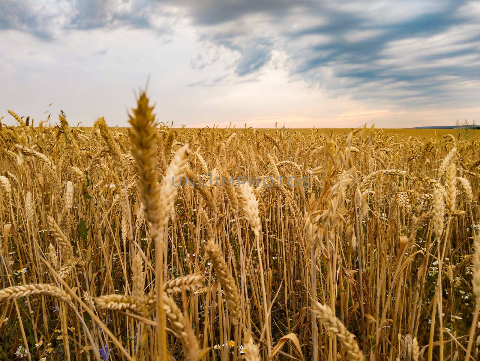 A vast field of golden wheat sways gently in the breeze as dark clouds gather overhead, illuminated by the warm glow of the setting sun.