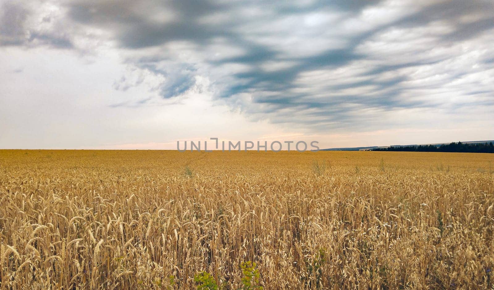 A vast expanse of ripening wheat stretches across the landscape as the evening sky fills with clouds.