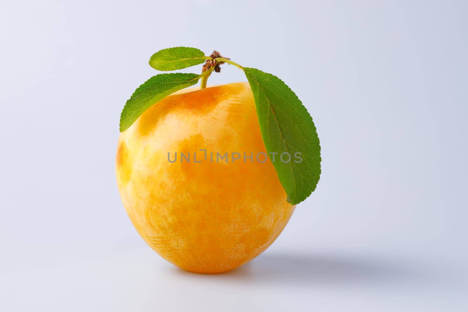 A close up of a golden plum with three leaves in a studio setting.