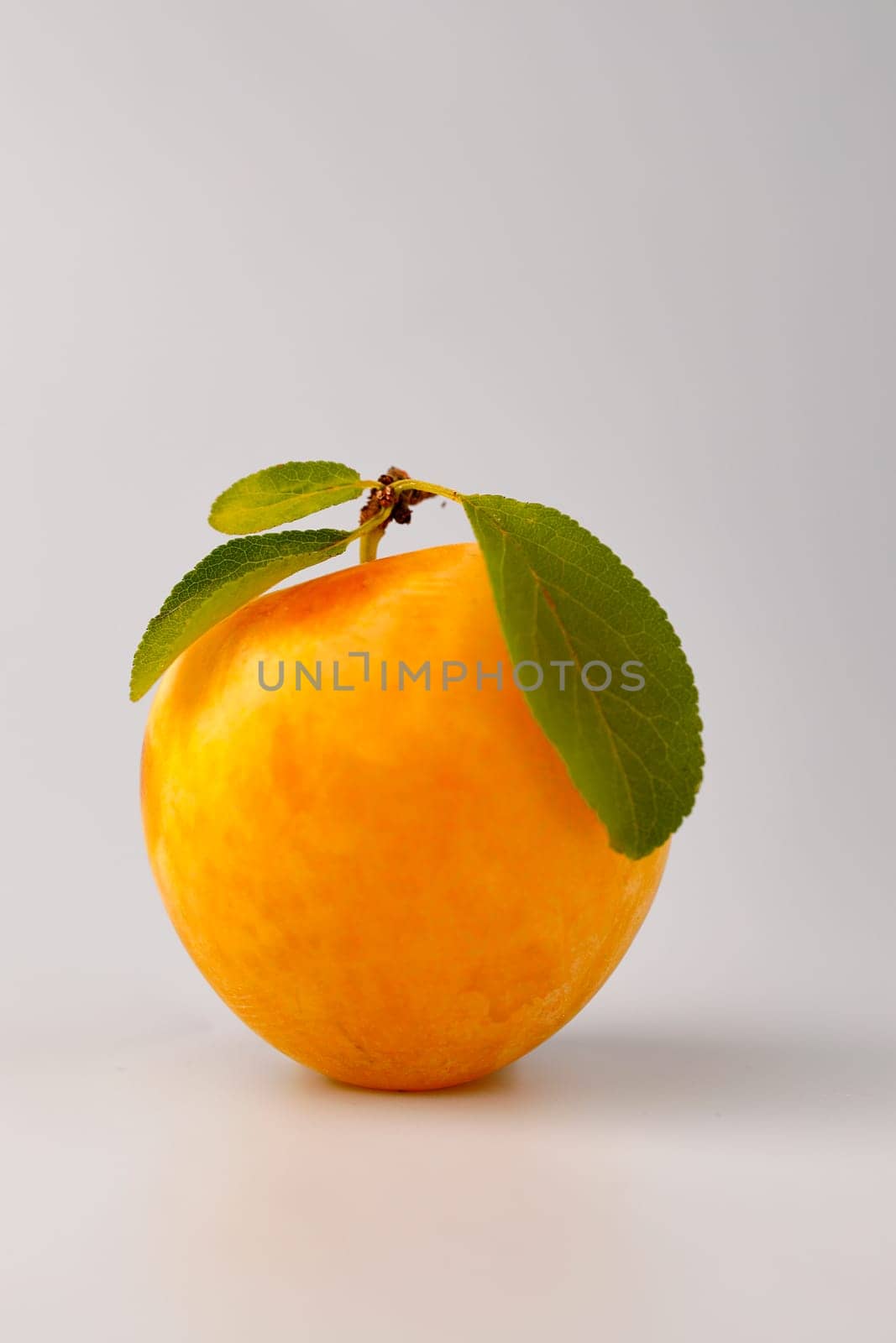 A close up of a golden plum with three leaves in a studio setting.