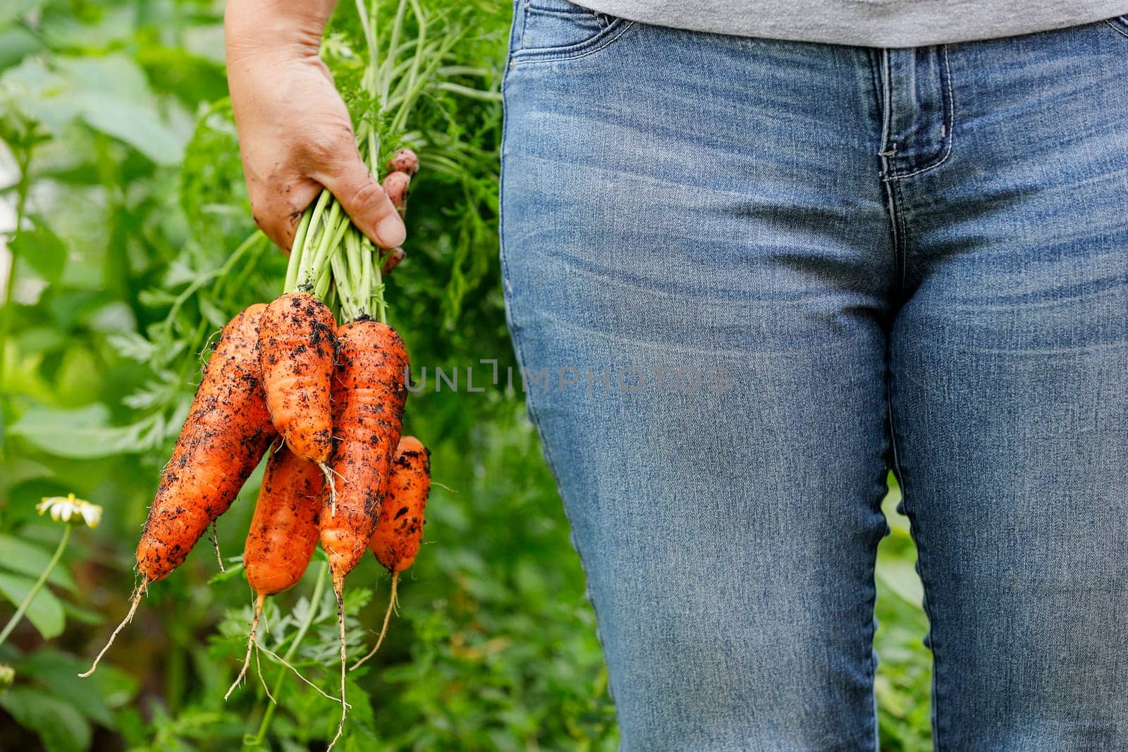 A close up photo of holding freshly harvested carrots still covered with dirt.