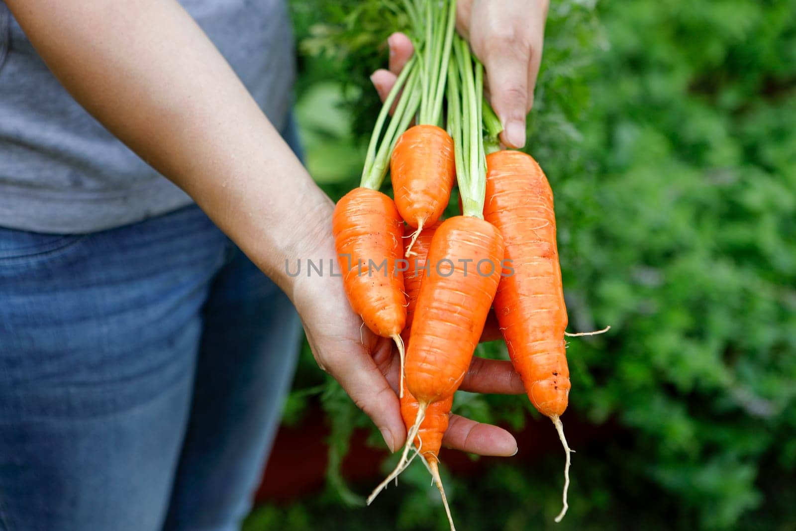Holding out a bunch of freshly harvested and cleaned up carrots.